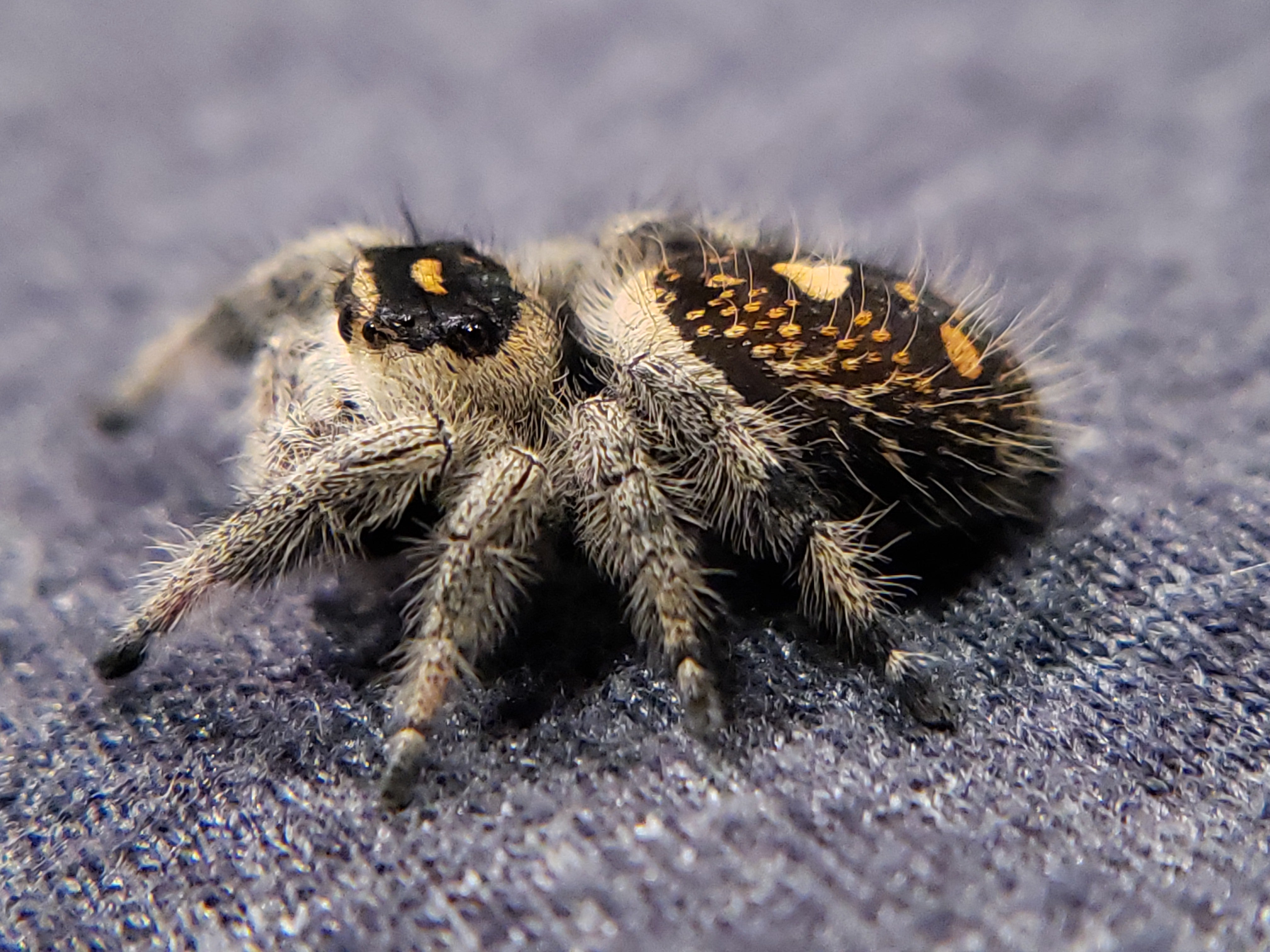 Spider Raccon Regal Jumping Spider
