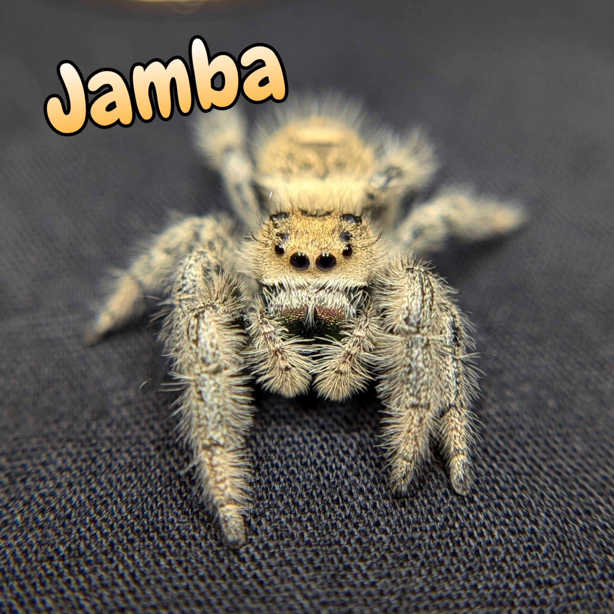 Audax bryantae jumping spider for Auction, front view