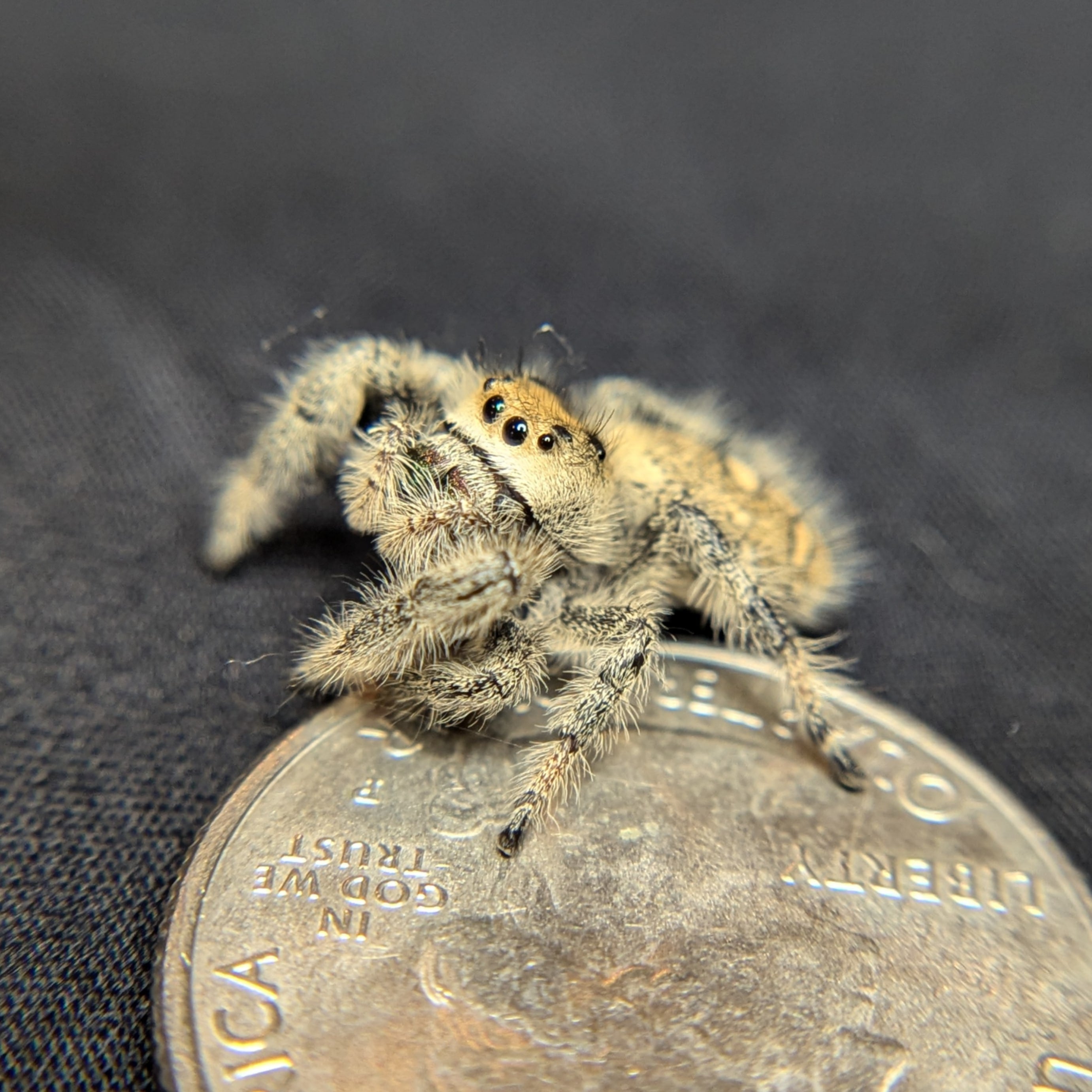 Regal jumping spider for Auction, side view