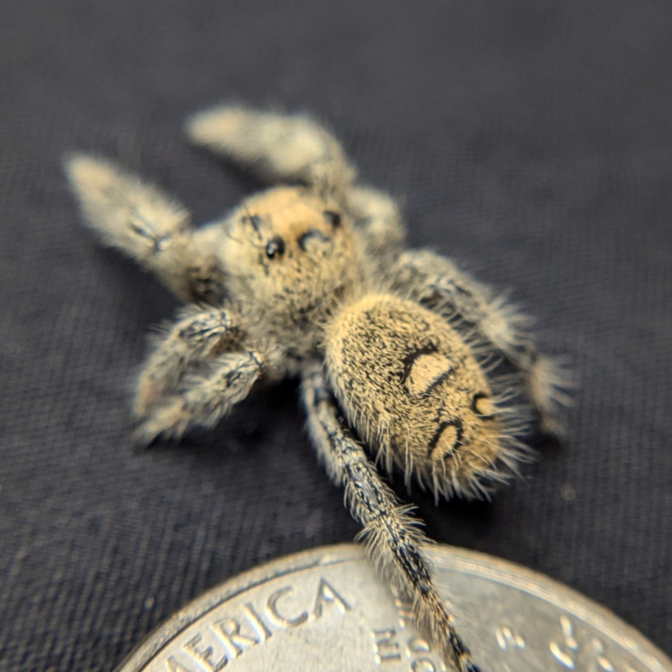 Regal jumping spider for Auction, top view