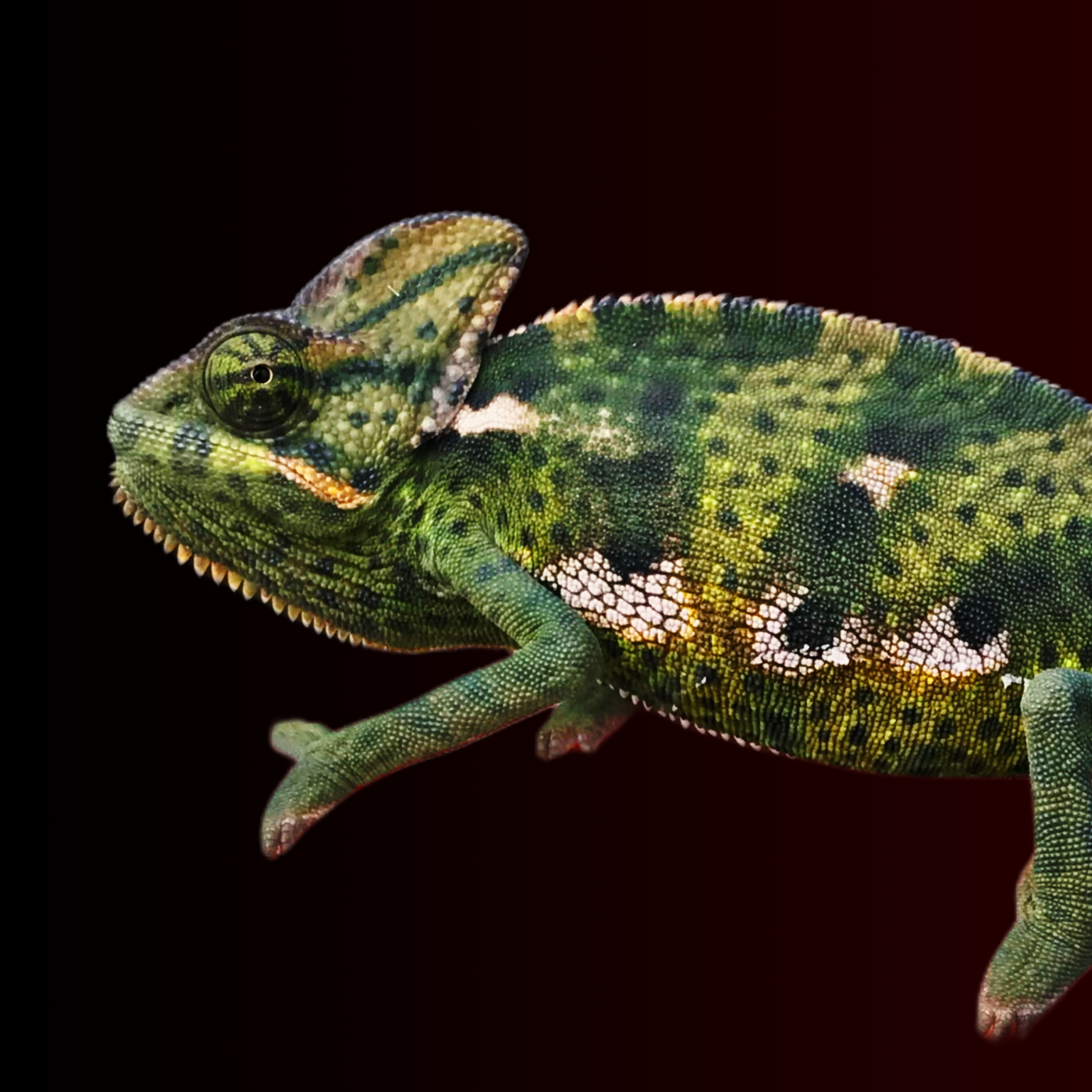 Juvenile Veiled Chameleon Listing Photo, Male