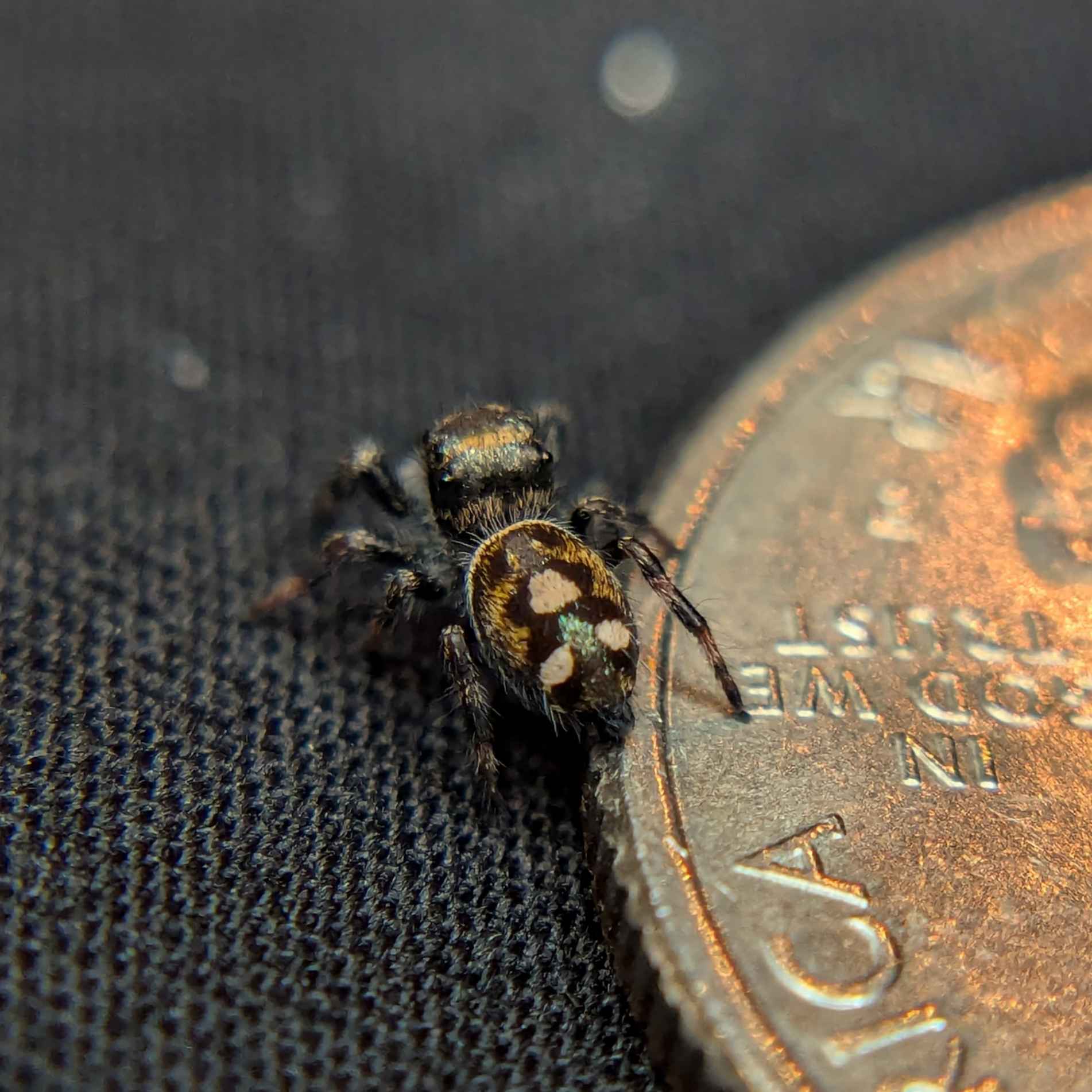 Regal Jumping Spider For Sale Named Love, Back View