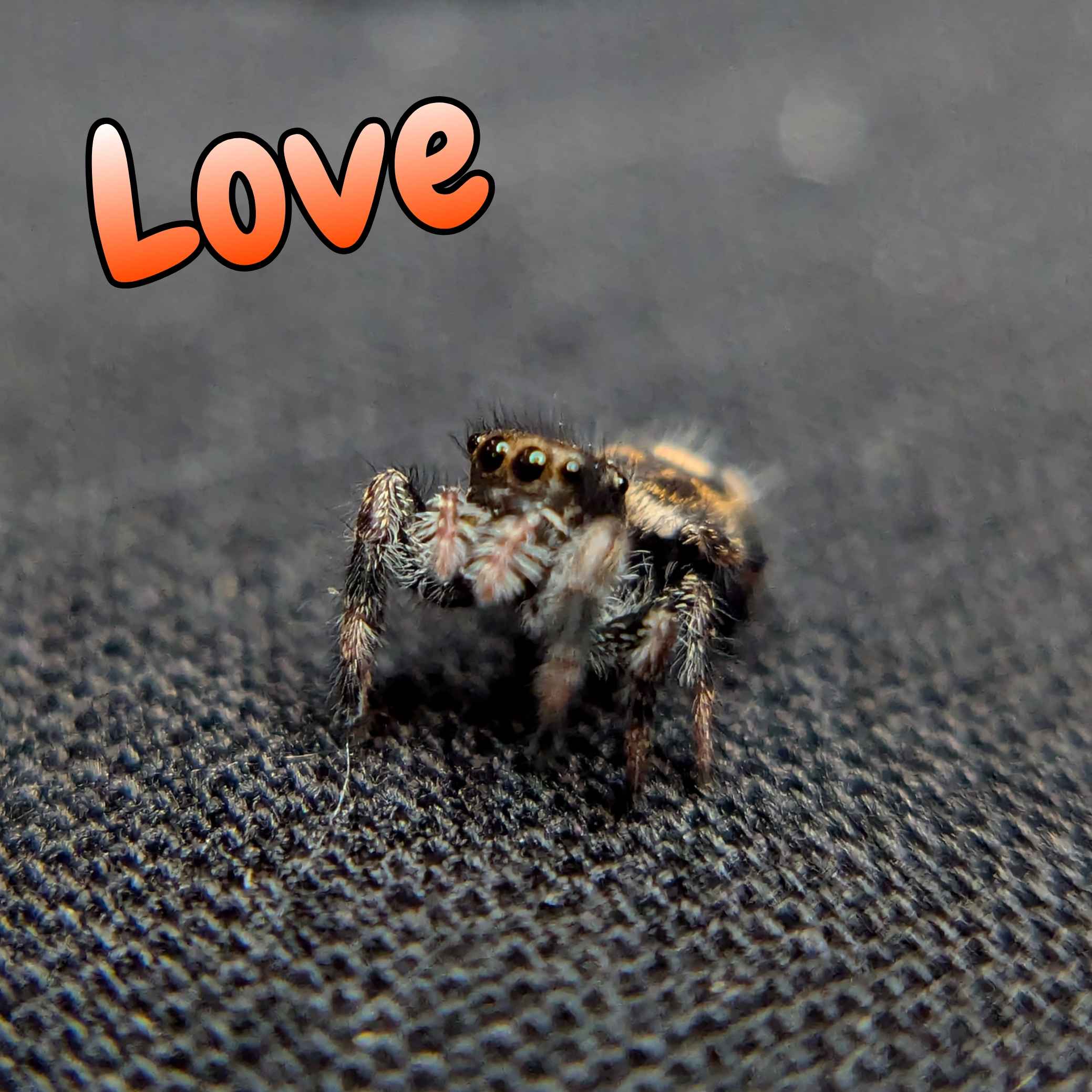 Regal Jumping Spider For Sale Named Love, Front View