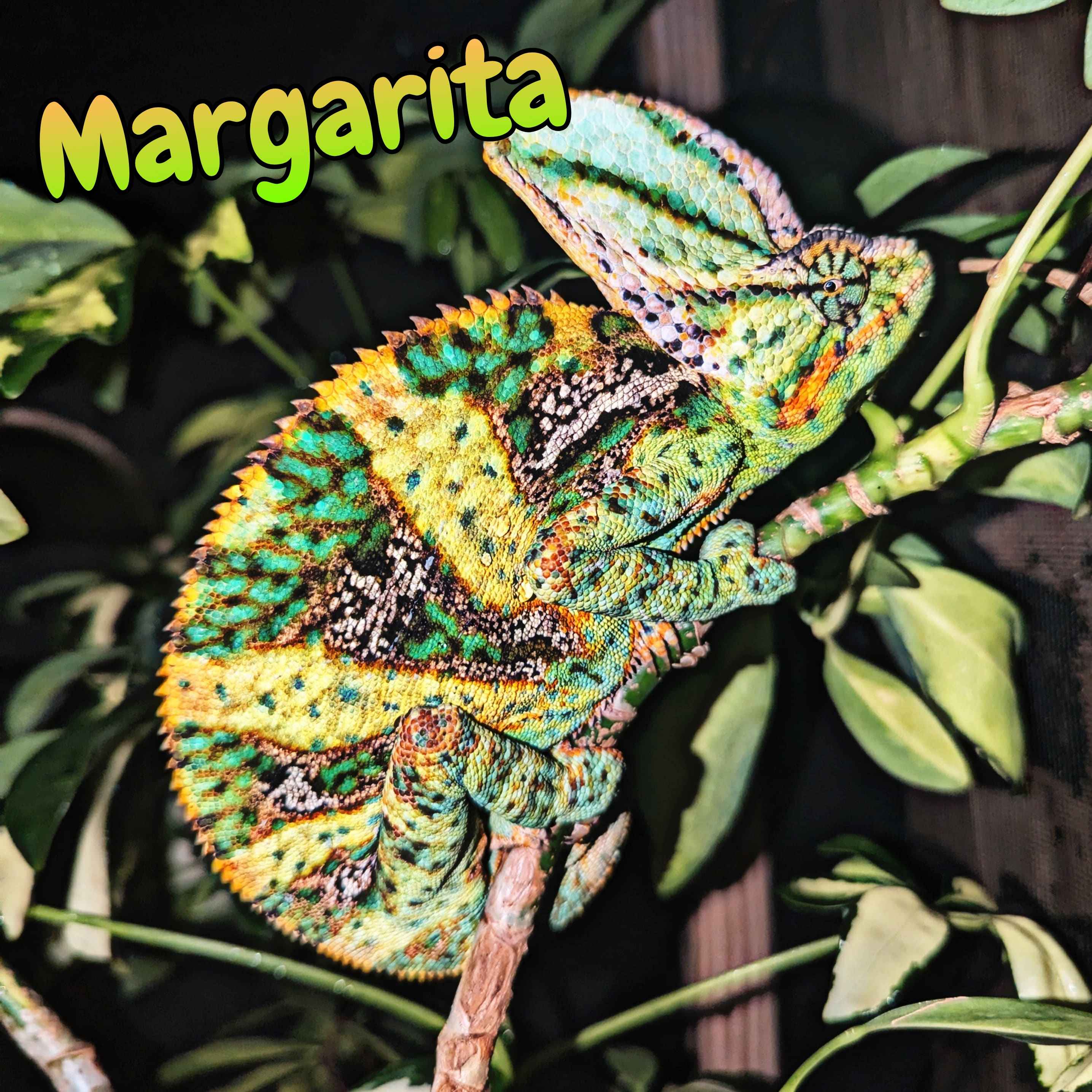 Veiled Chameleon For Sale Named Margarita, High Quality