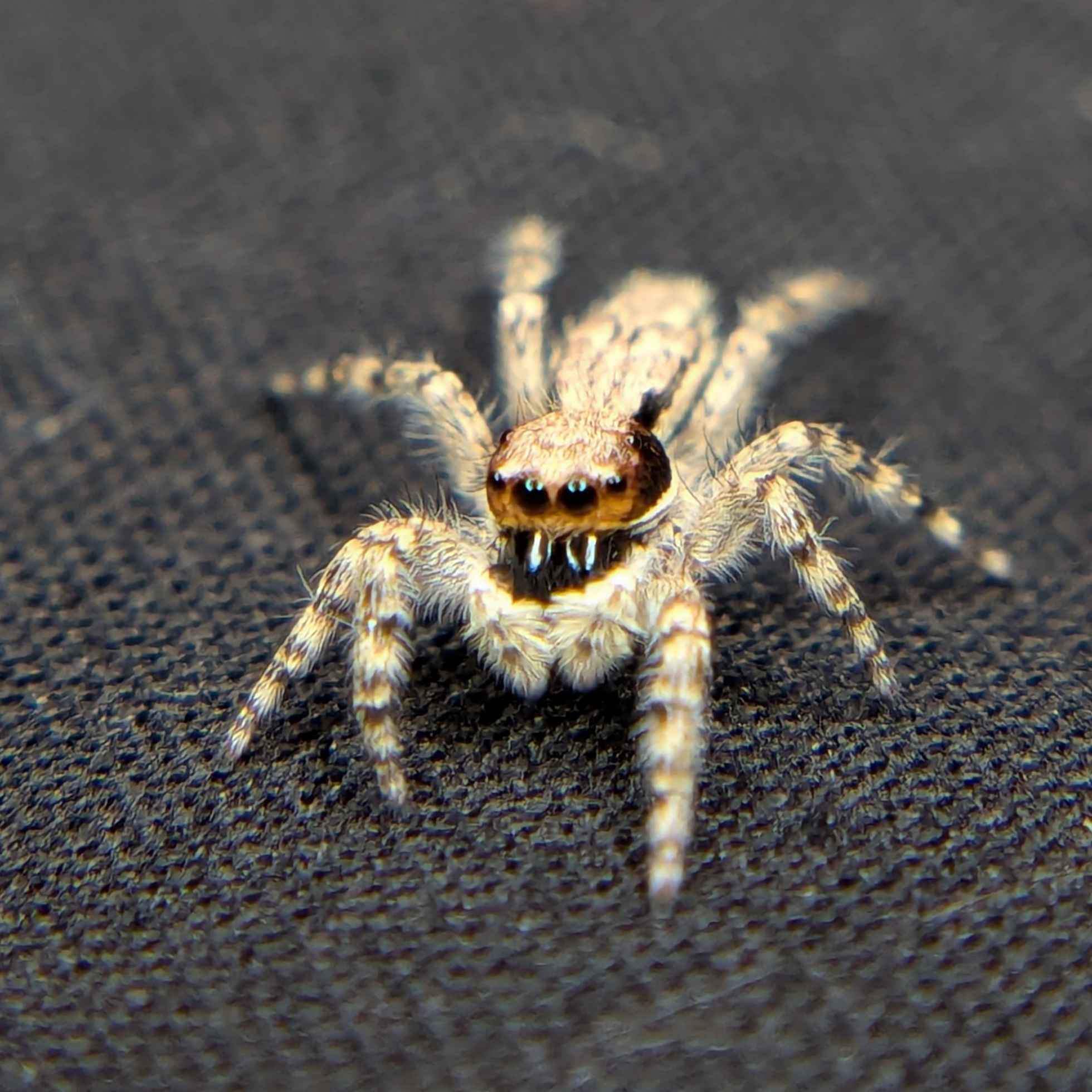 Grey Wall Jumping Spider (Menemerus bivittatus) For Sale, front view