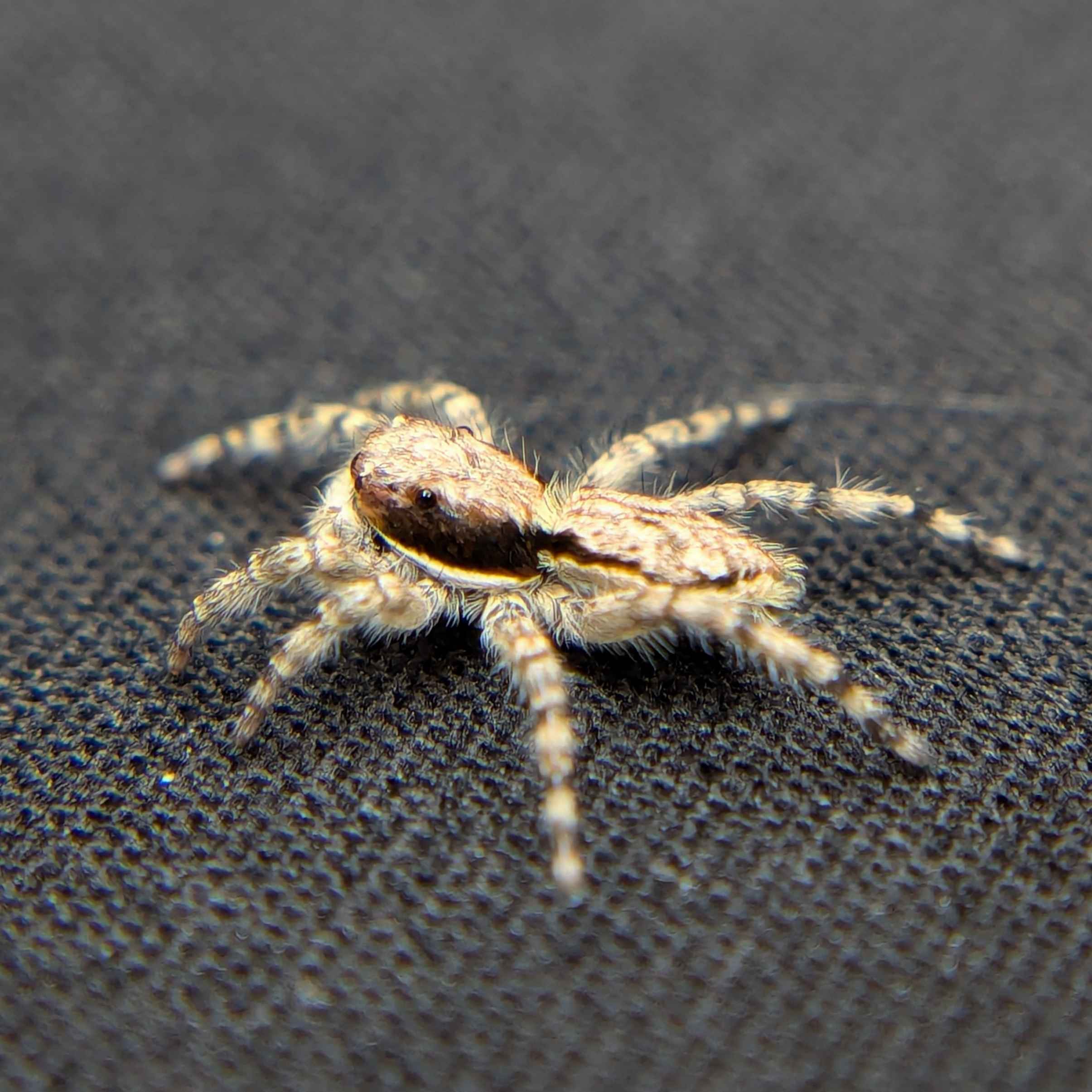 Grey Wall Jumping Spider (Menemerus bivittatus), Back View