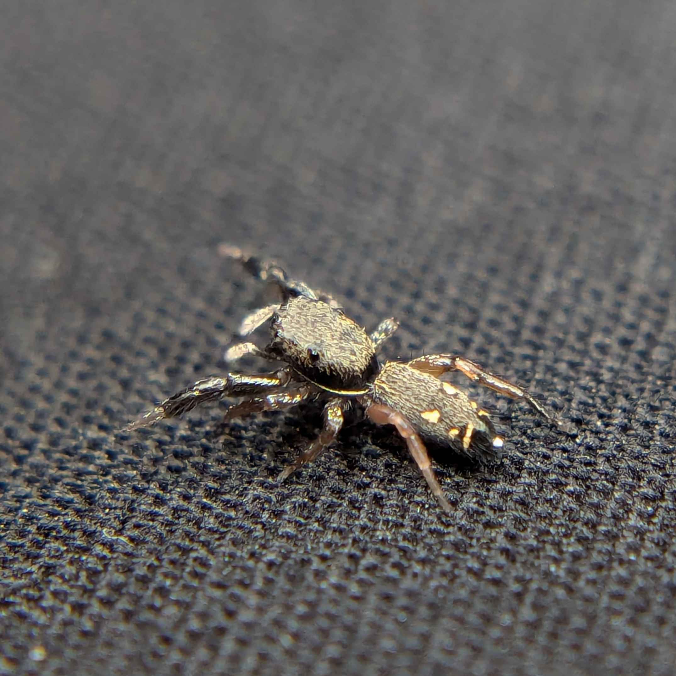 Metacyrba punctata, Dotted Jumping Spider for Sale, Micro Species, Back View