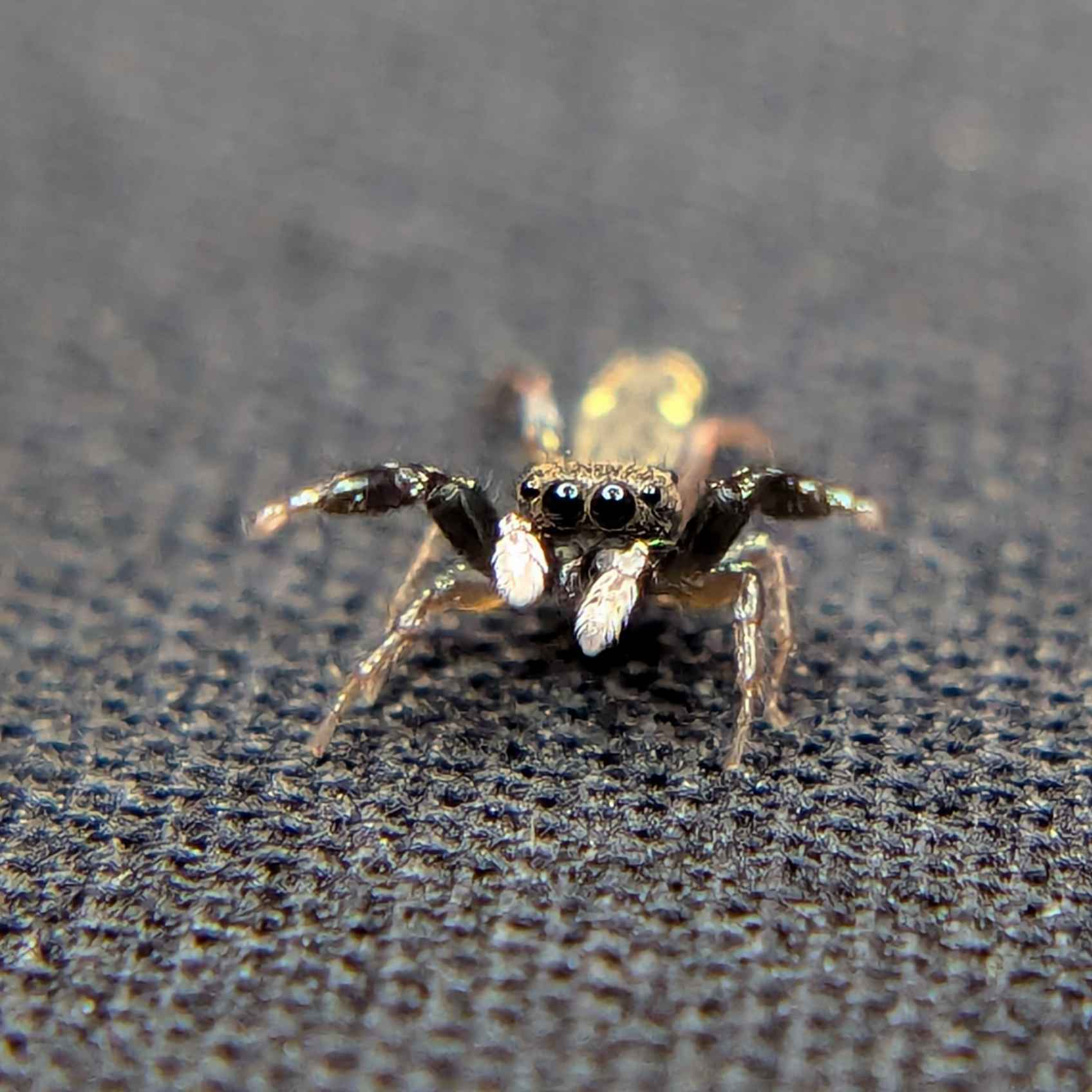 Metacyrba punctata, Dotted Jumping Spider for Sale, Micro Species, Front View