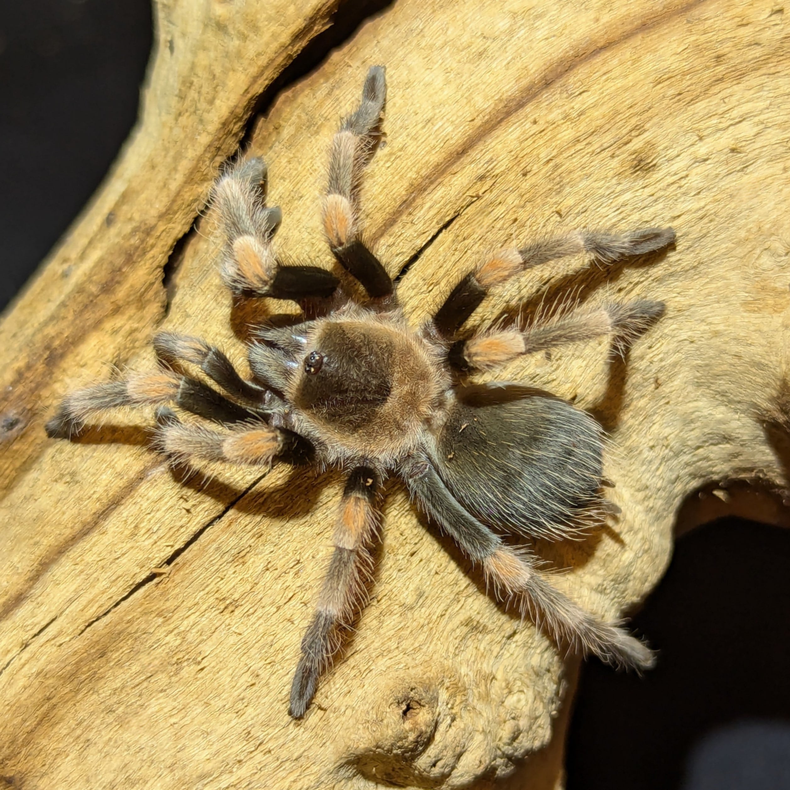 Mexican Red Knee, Brachypelma hamorii, For Sale