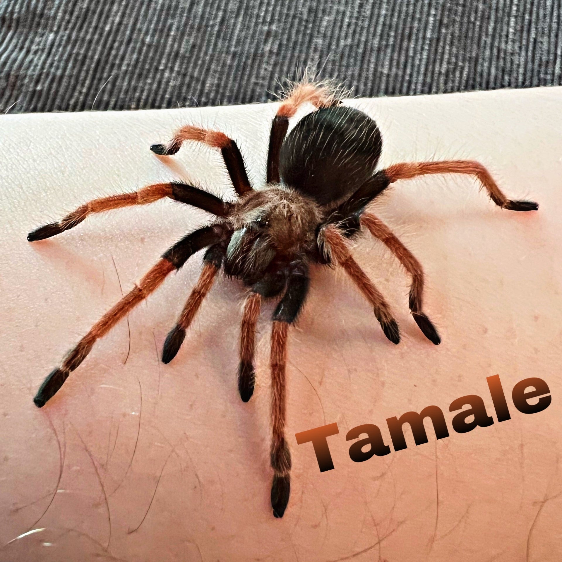 Mexican Fireleg Tarantula "Tamale"