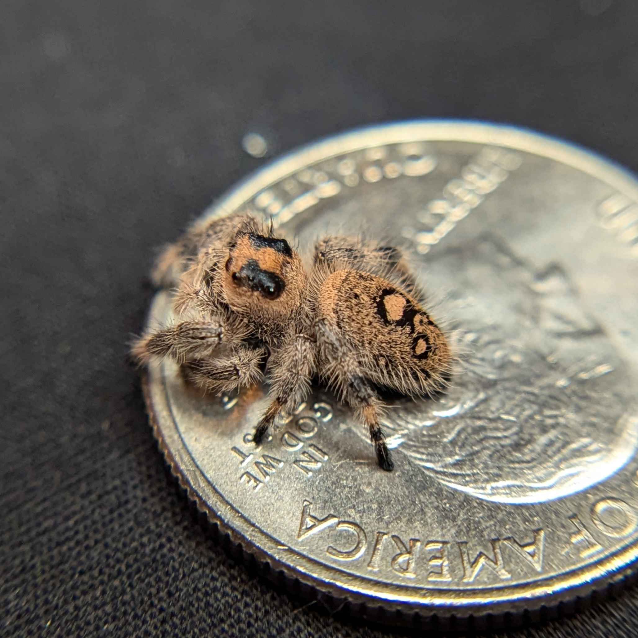 Regal Jumping Spider For Sale Peach, Back View