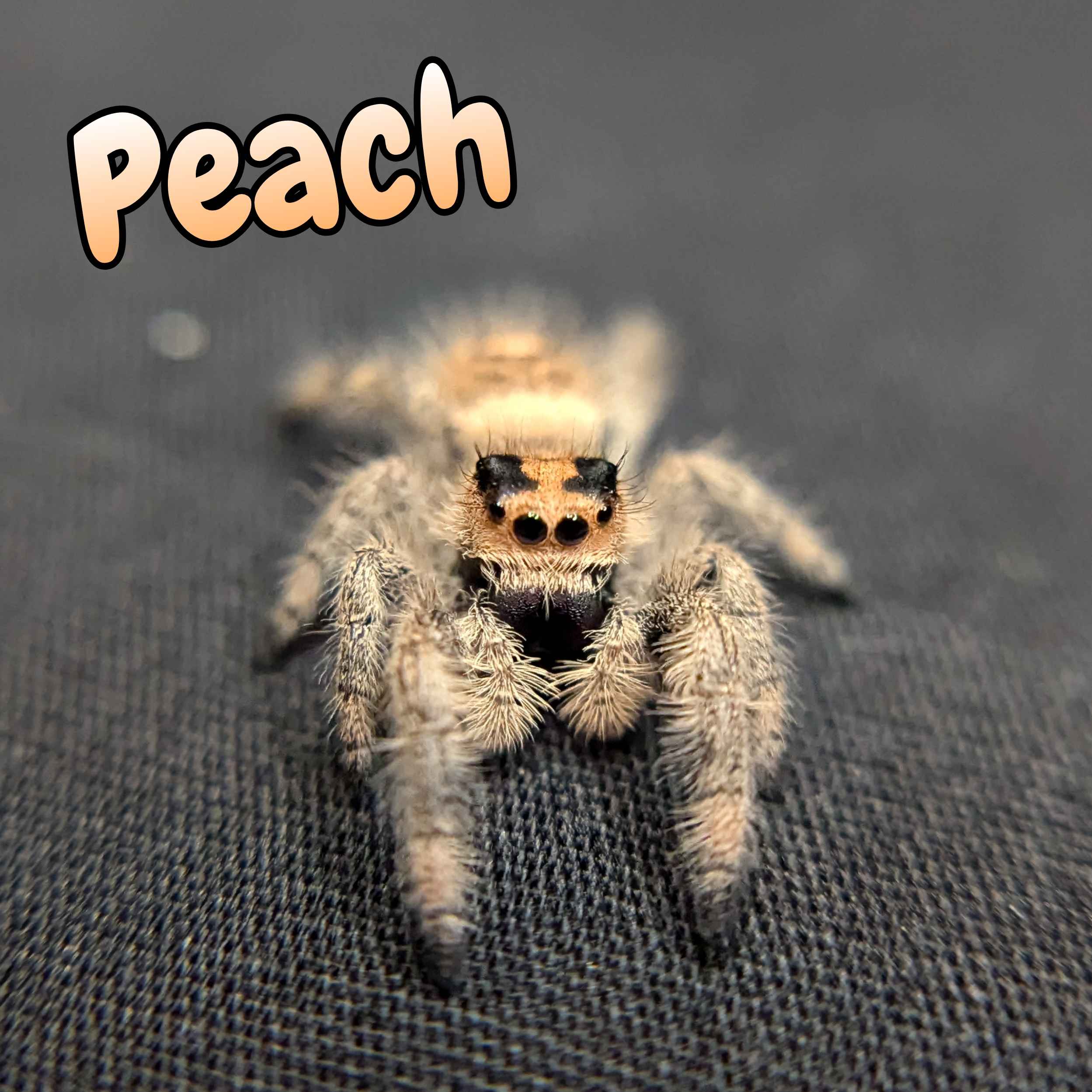 Regal Jumping Spider For Sale Peach, Front View