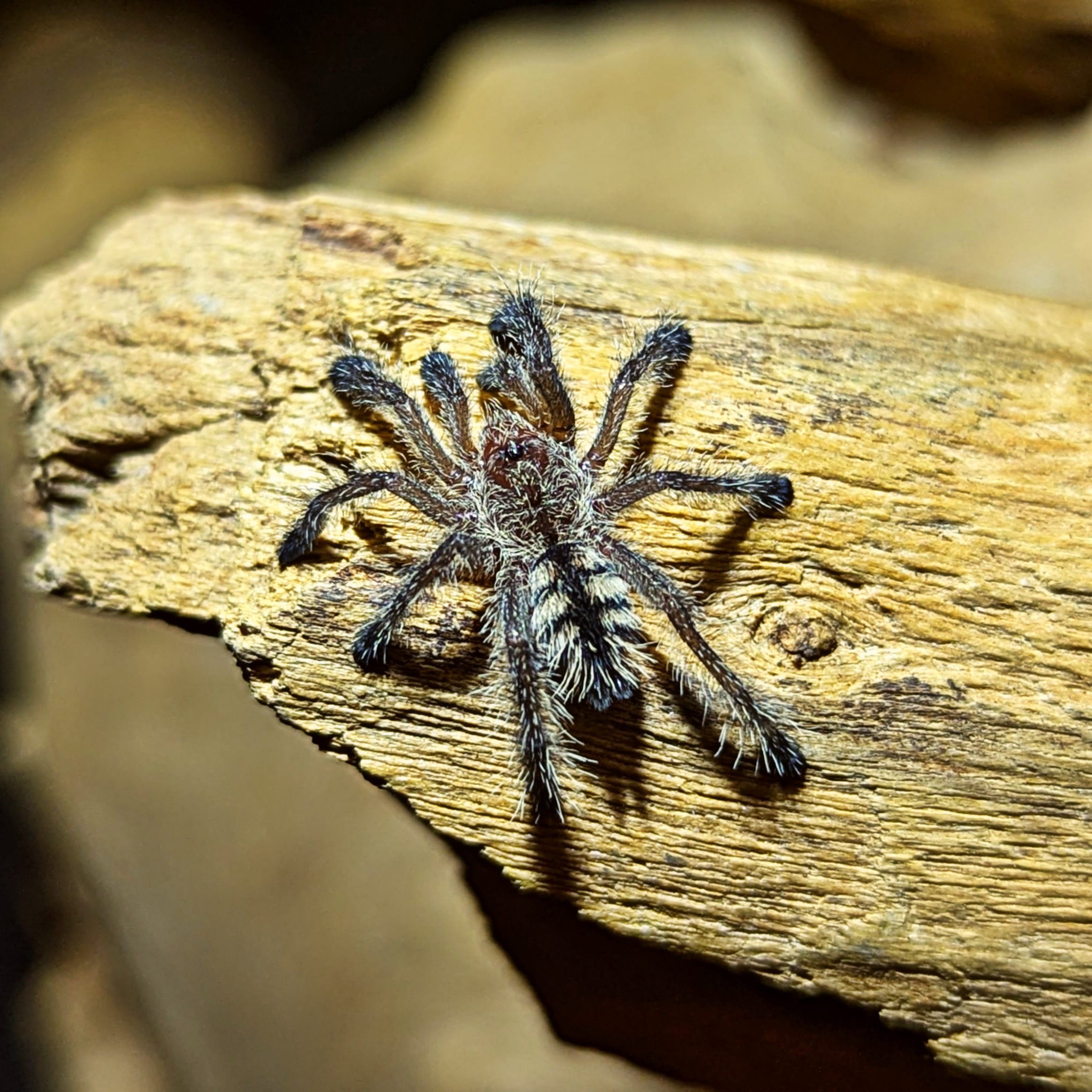 peruvian purple pink toe M2, Avicularia juruensis, For Sale