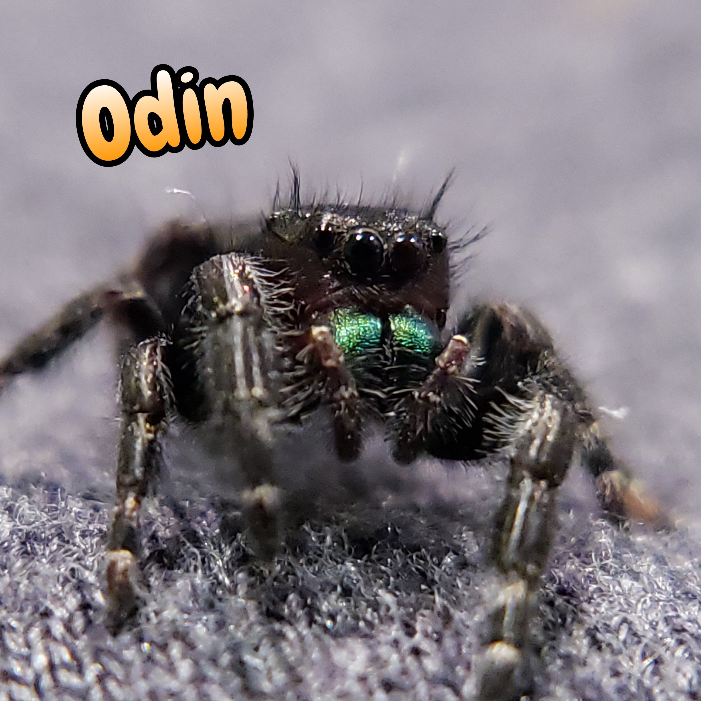 Audax Jumping Spider For Sale Named Odin