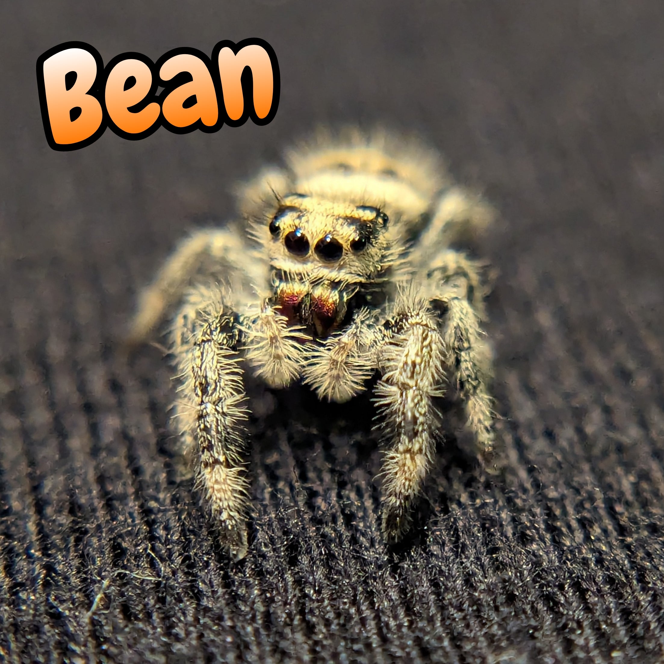 Bean, Regal Jumping Spider, For Sale, Front View