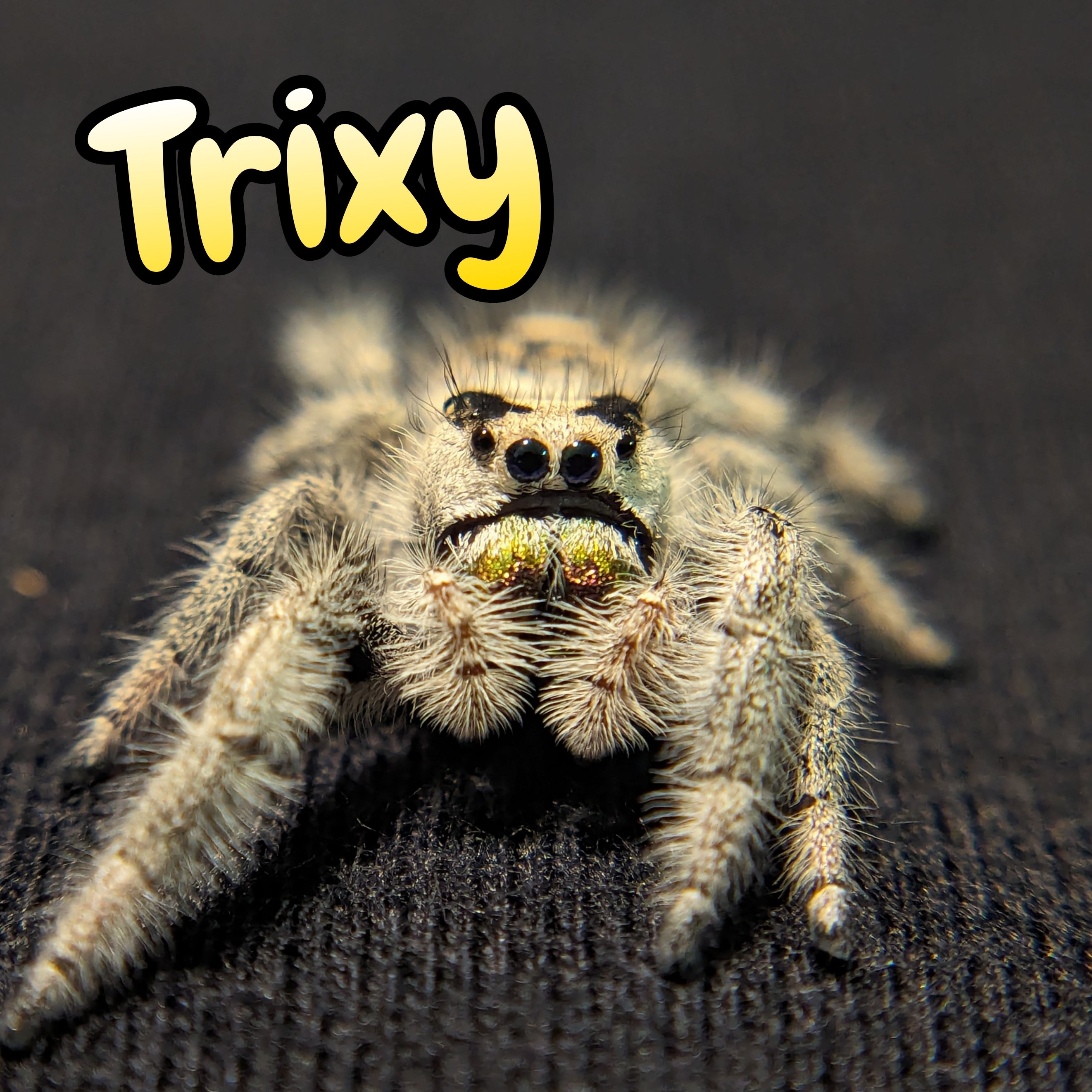 Trixy - Rare Female Phidippus regius Jumping Spider for Sale