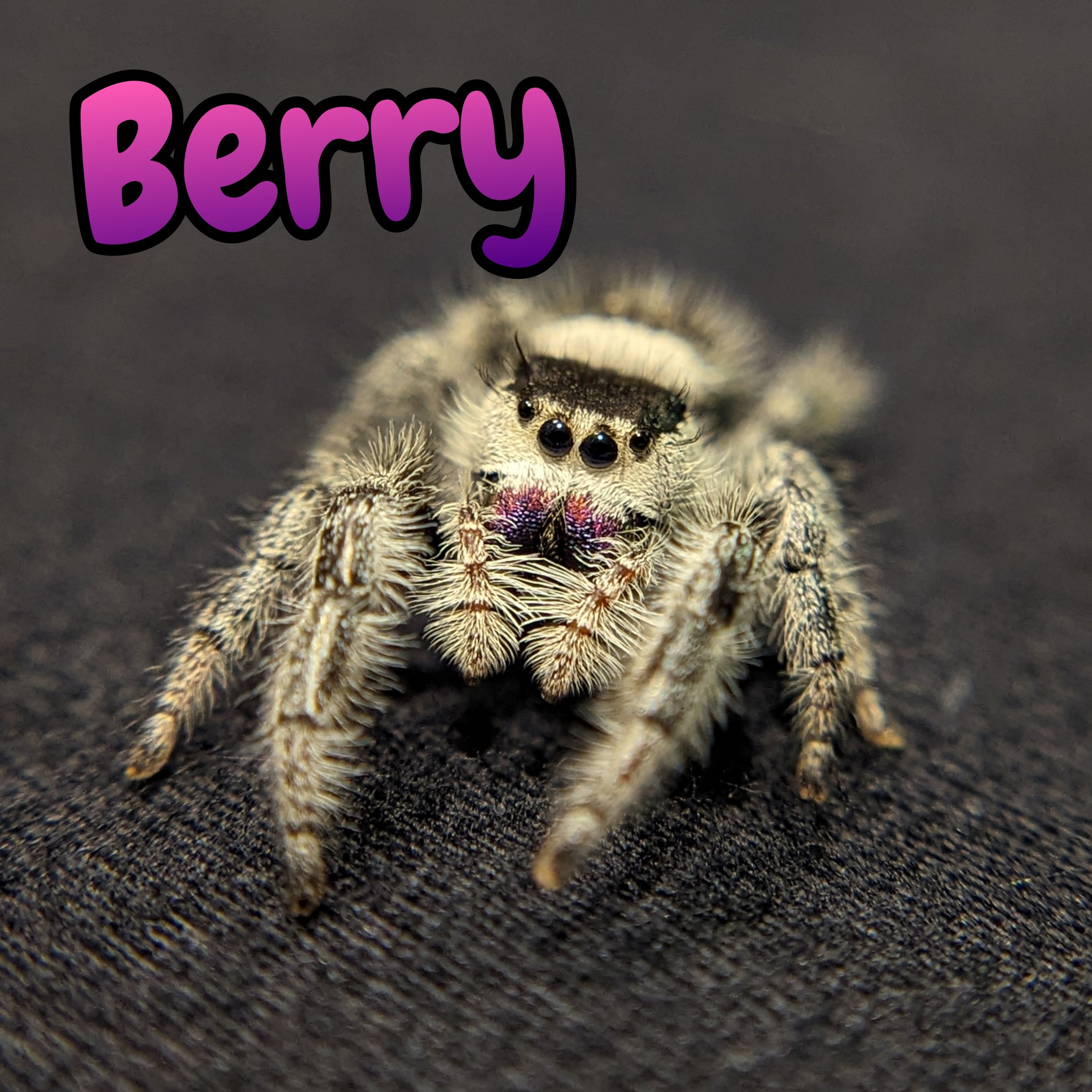 Apalachicola Regal Jumping Spider, Named Berry, For Sale, Front View