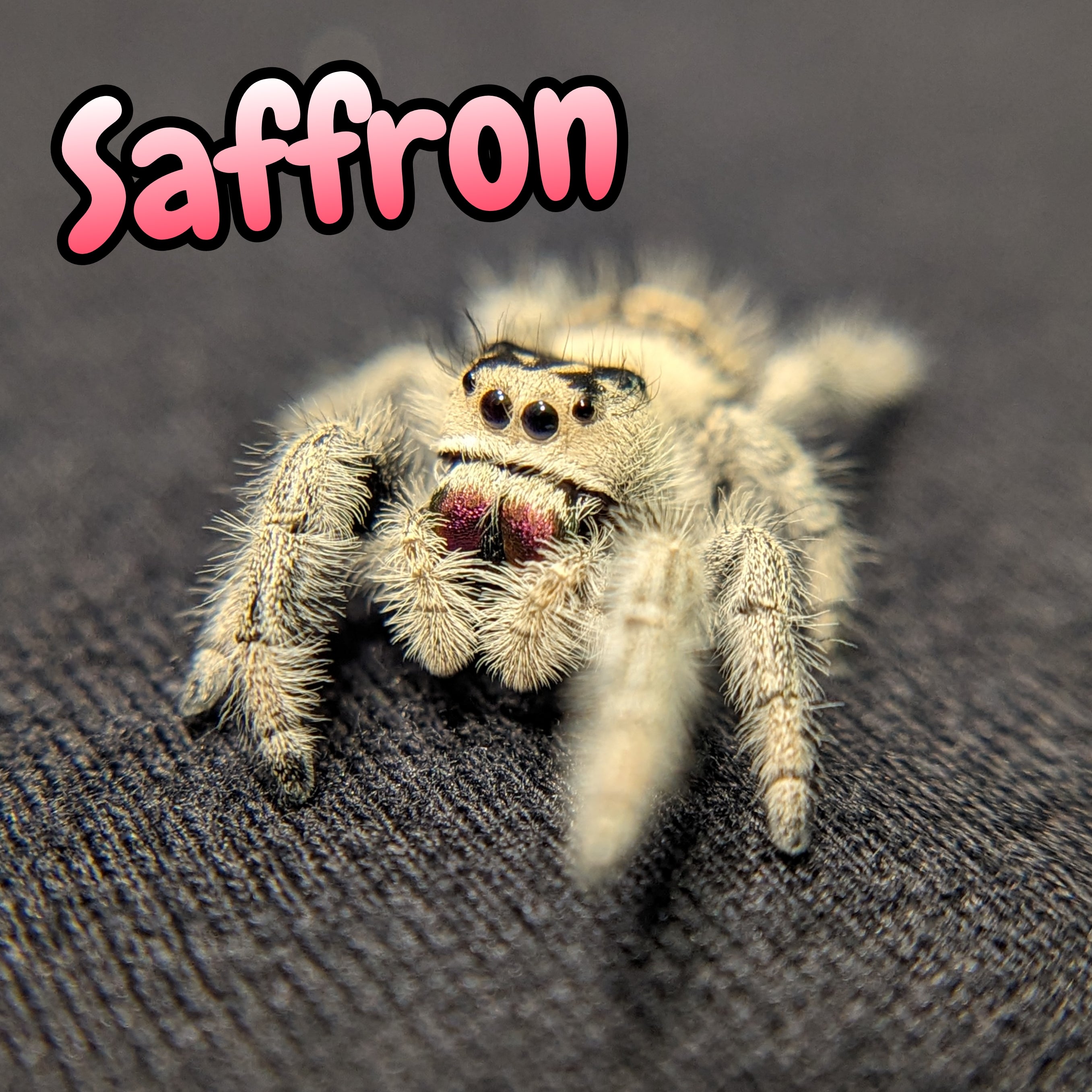 Regal Jumping Spider "Saffron"