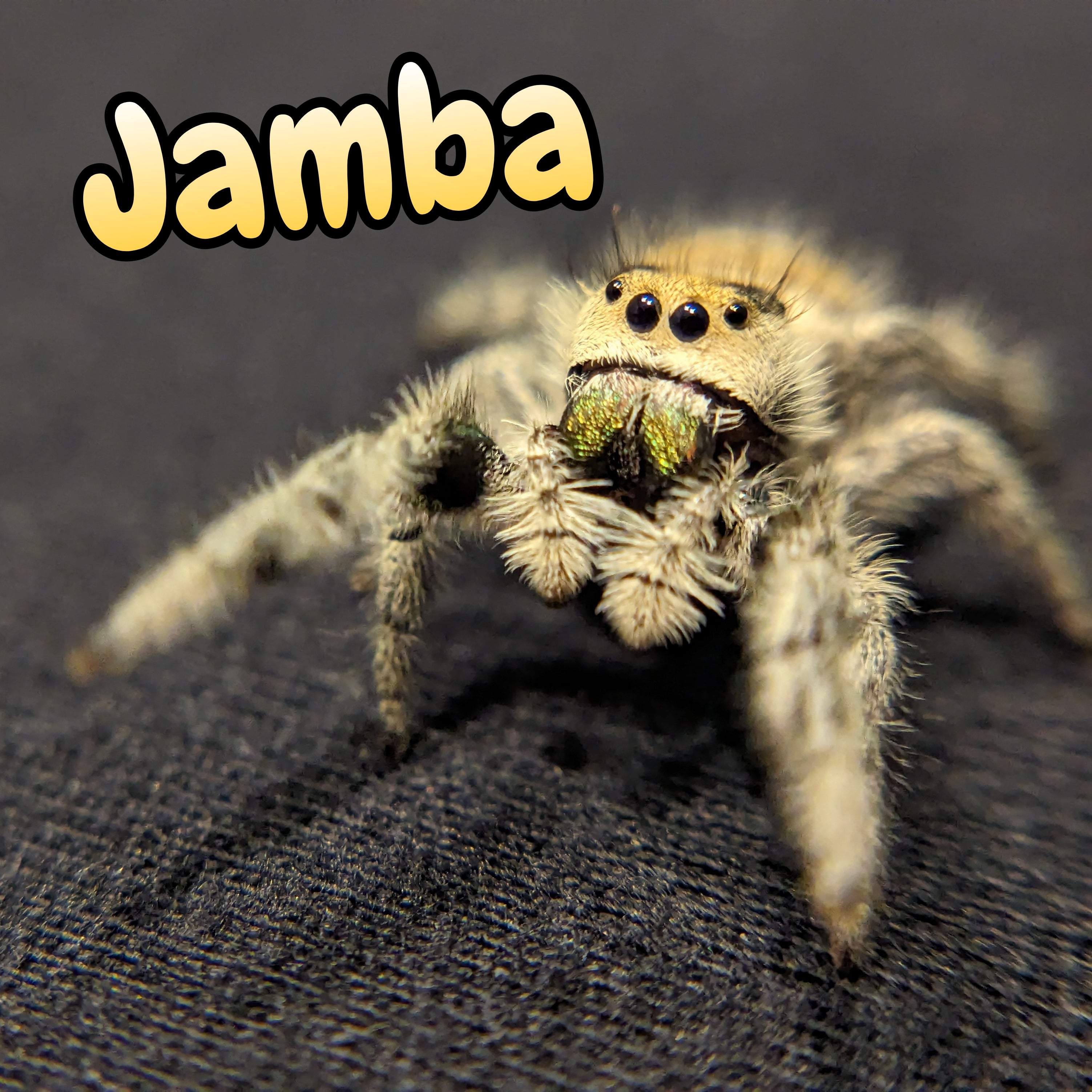 Regal Jumping Spider "Jamba"