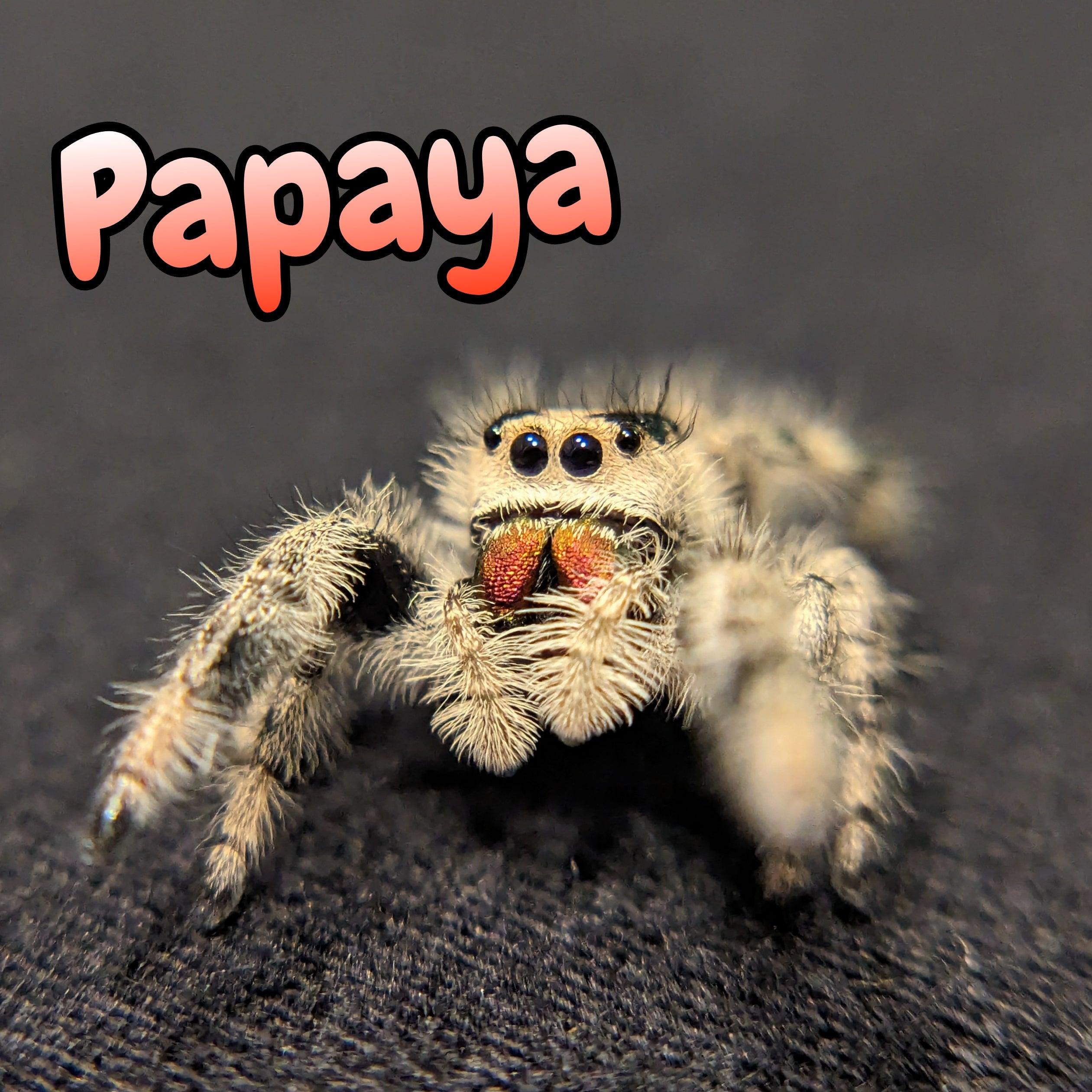 Regal Jumping Spider "Papaya"