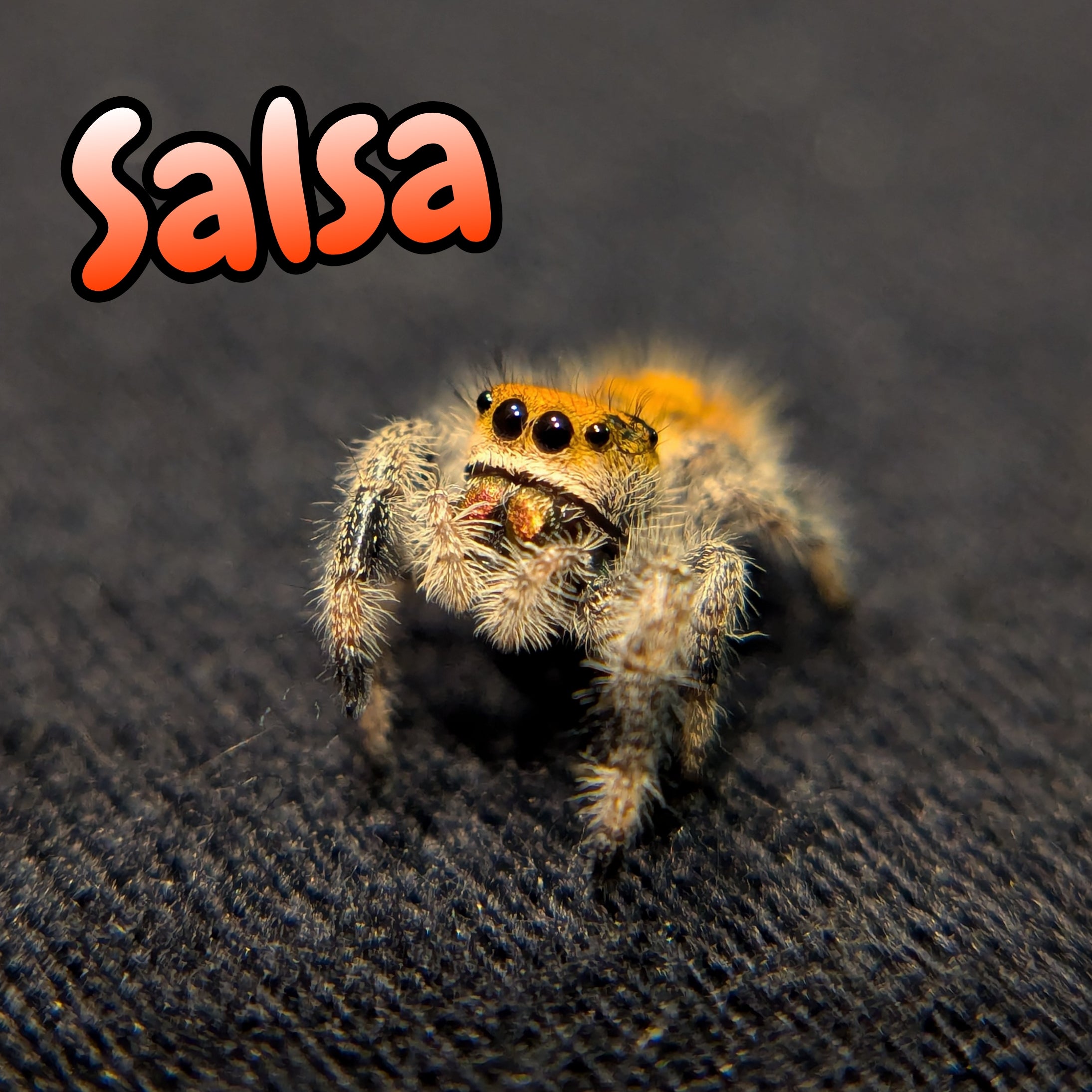 Regal Jumping Spider "Salsa"