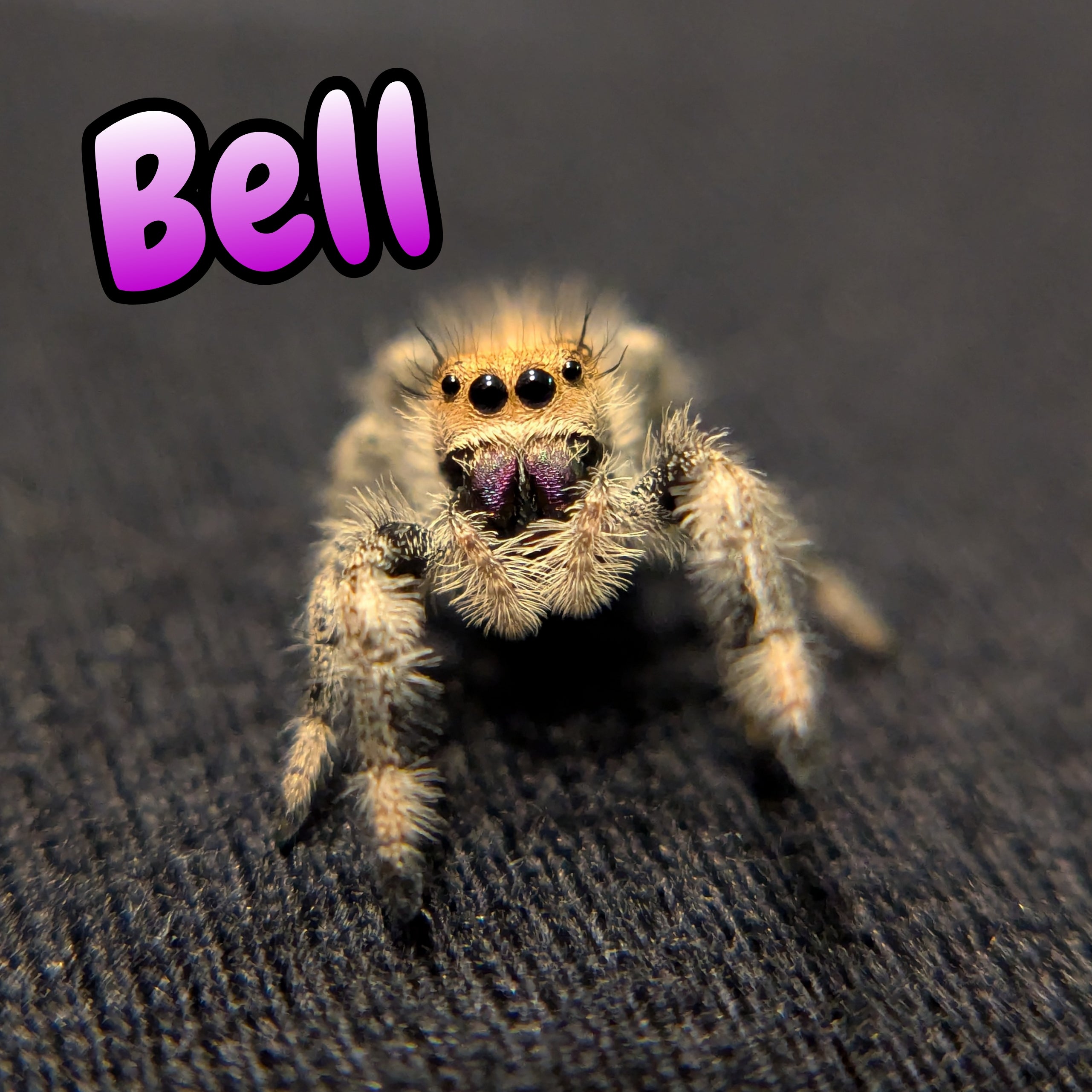 Regal Jumping Spider "Bell"