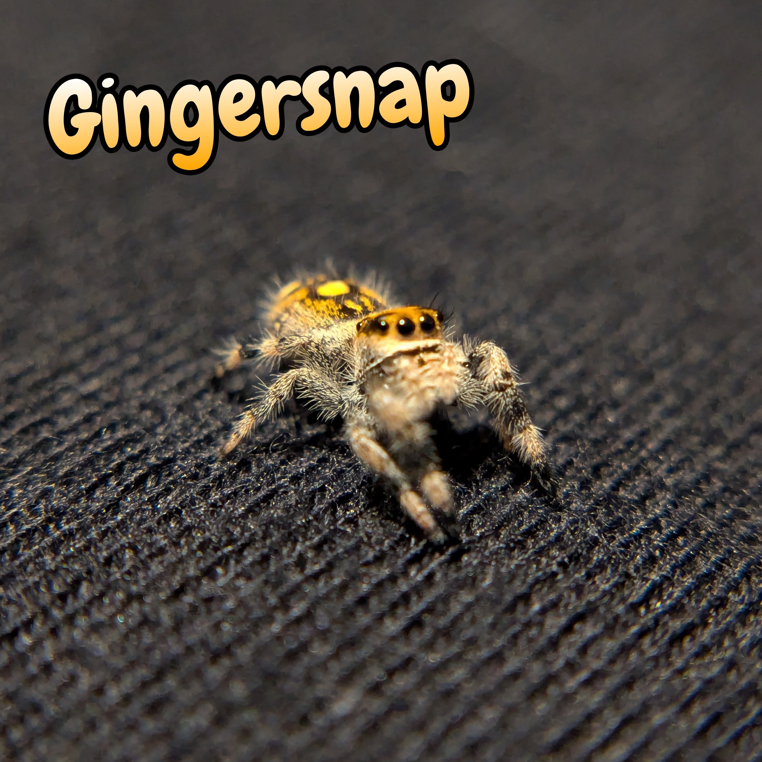 Regal Jumping Spider "Gingersnap"