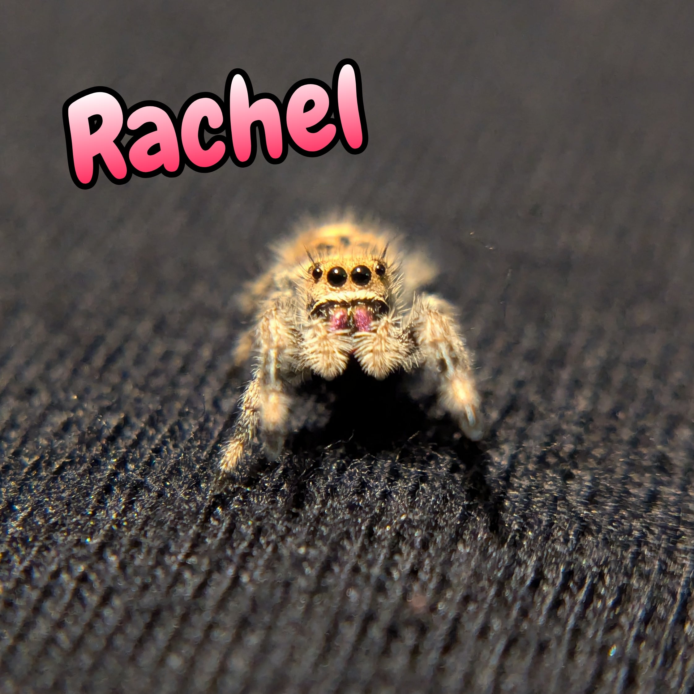 Regal Jumping Spider "Rachel"