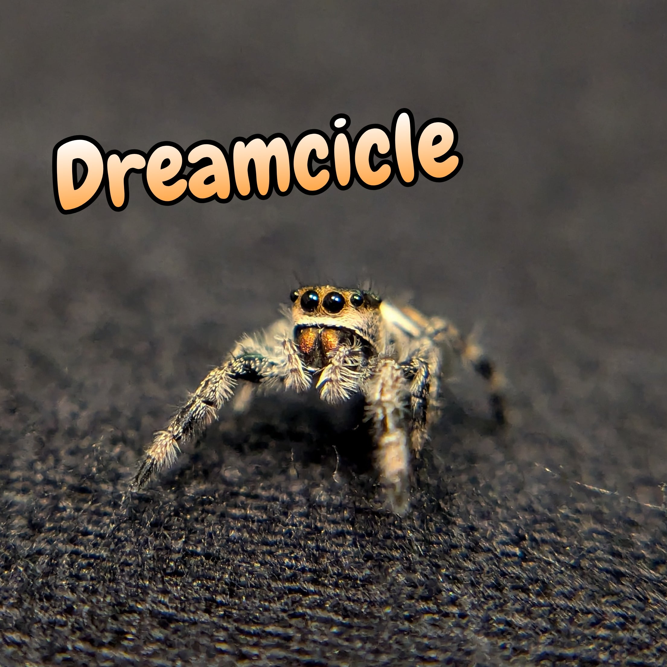 Regal Jumping Spider "Dreamcicle"