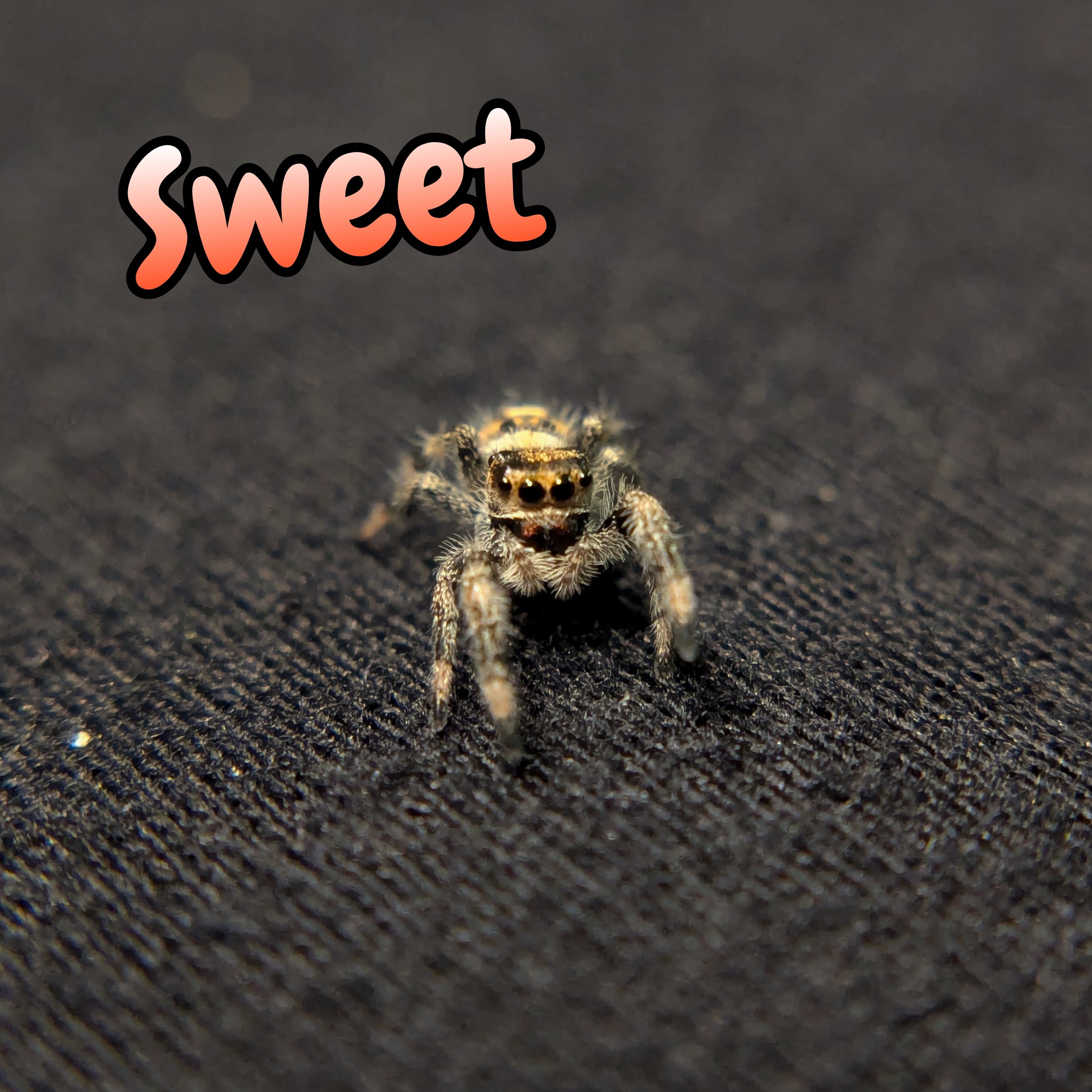 Regal Jumping Spider "Sweet"