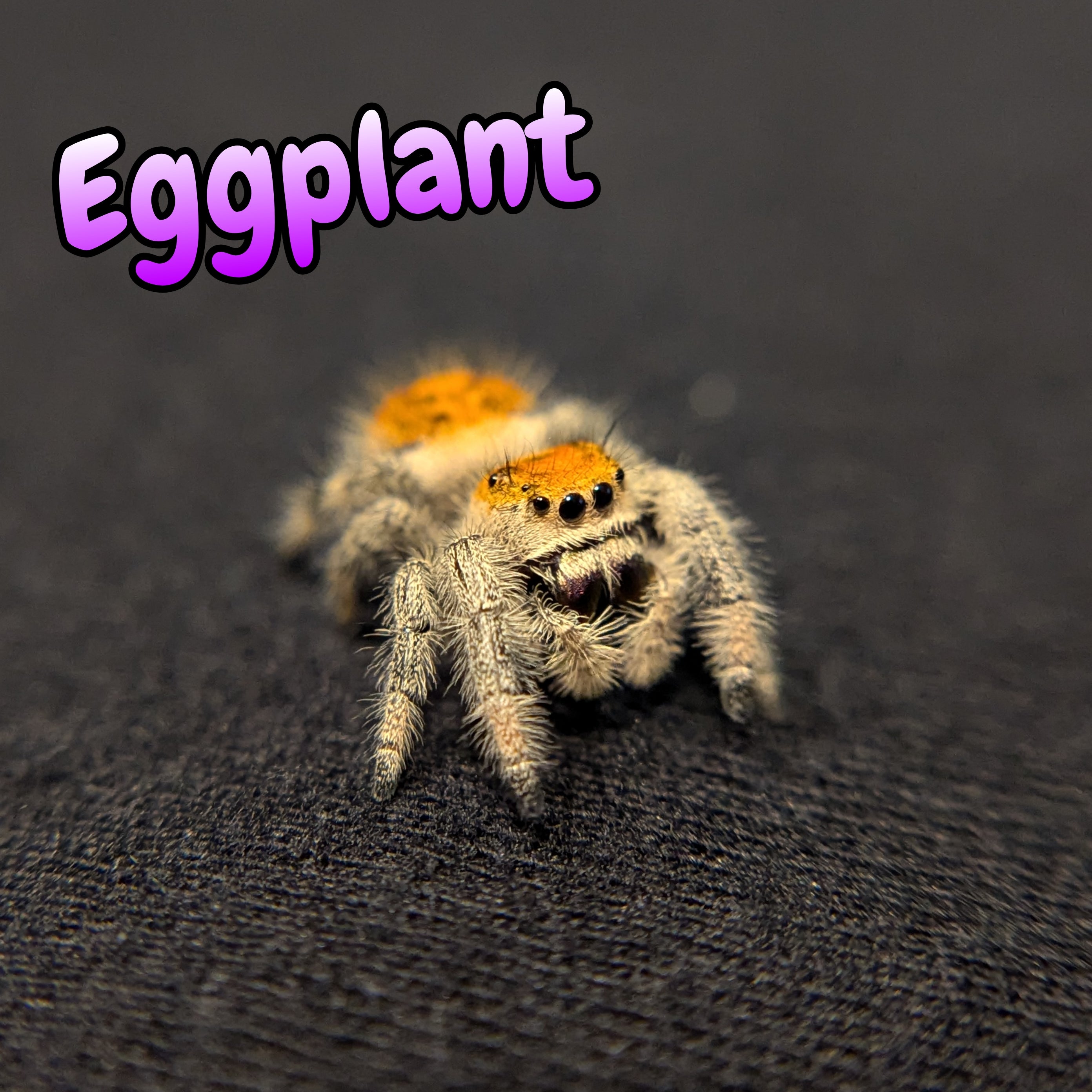 Regal Jumping Spider "Eggplant"