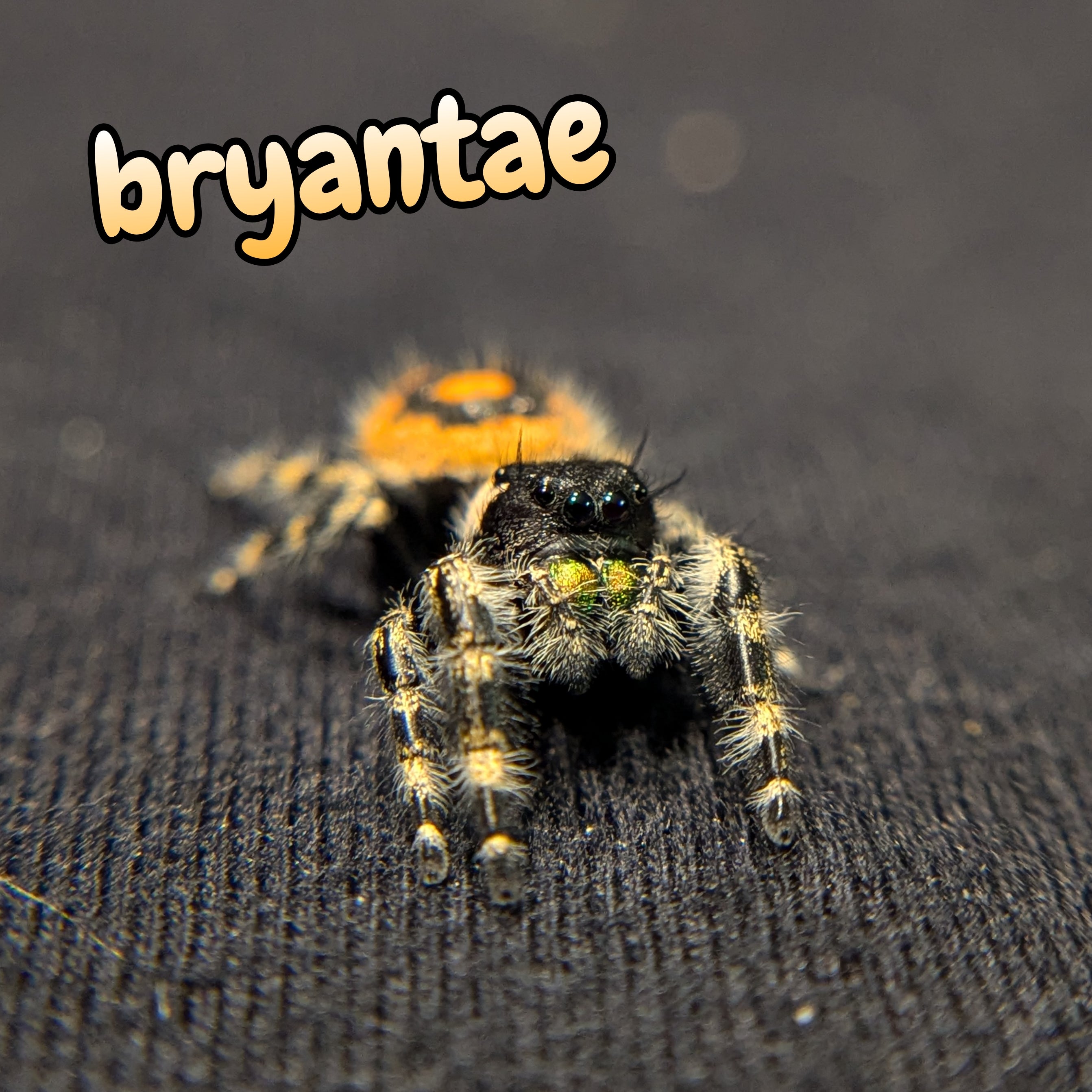 Audax bryantae Jumping Spider (High Color)