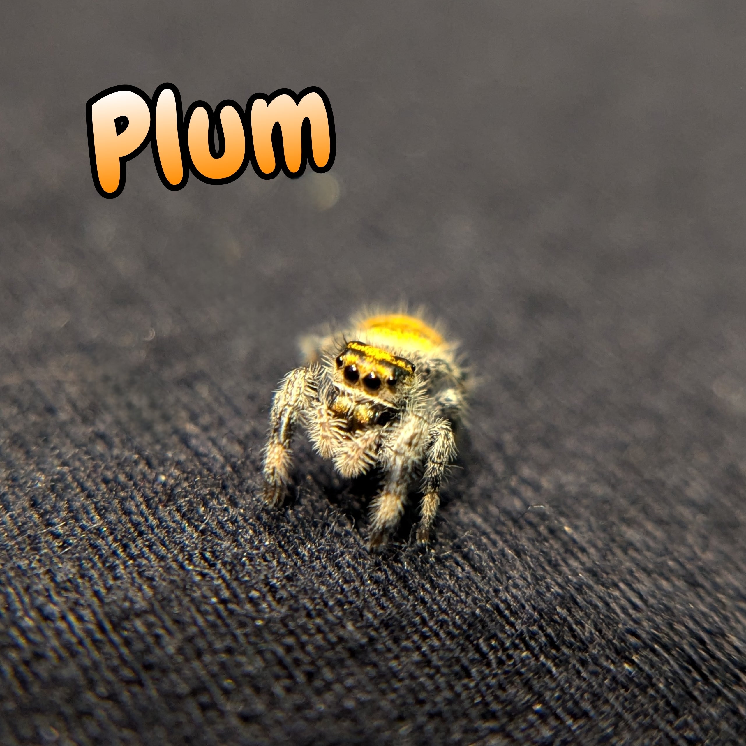 Regal Jumping Spider "Plum"