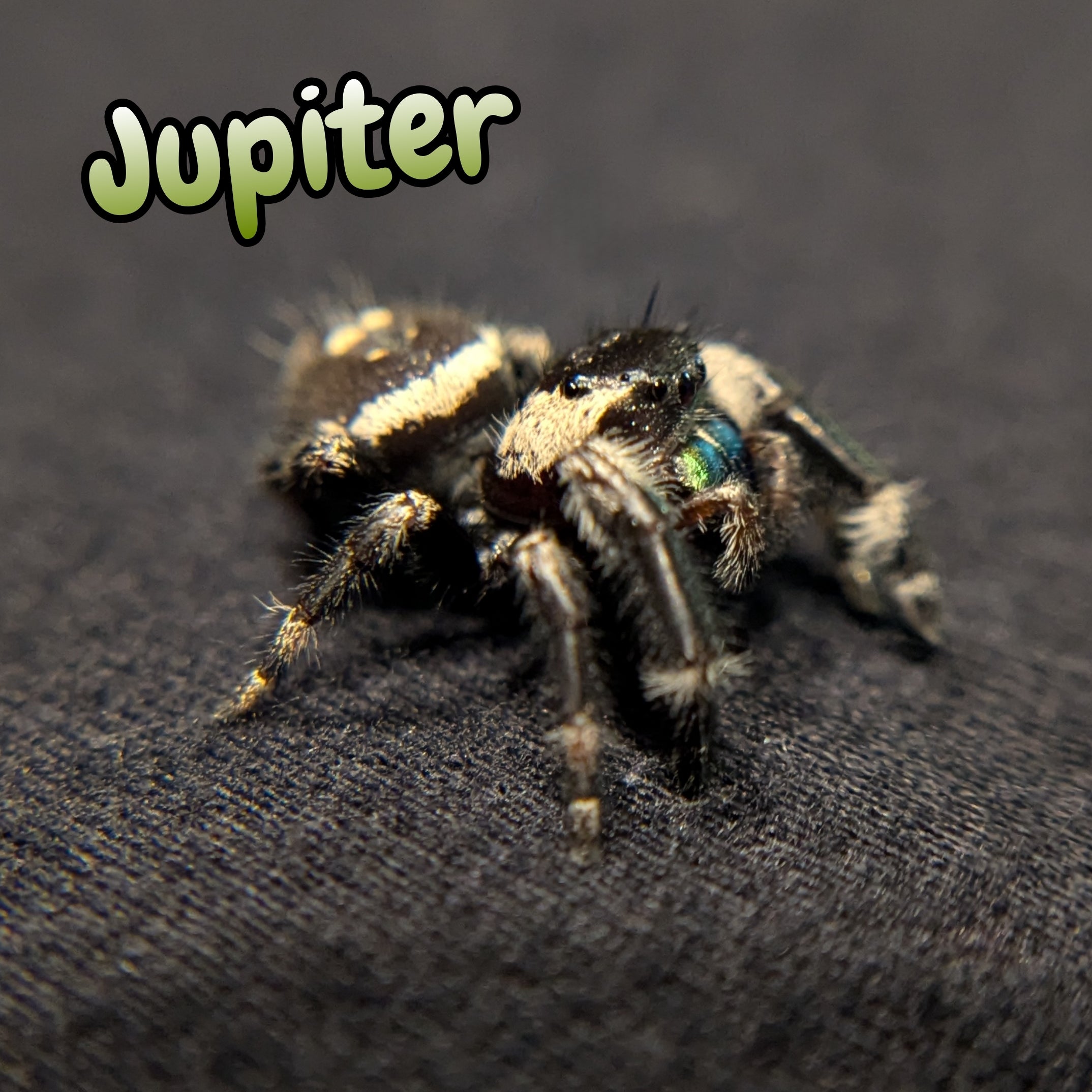 Regal Jumping Spider "Jupiter"