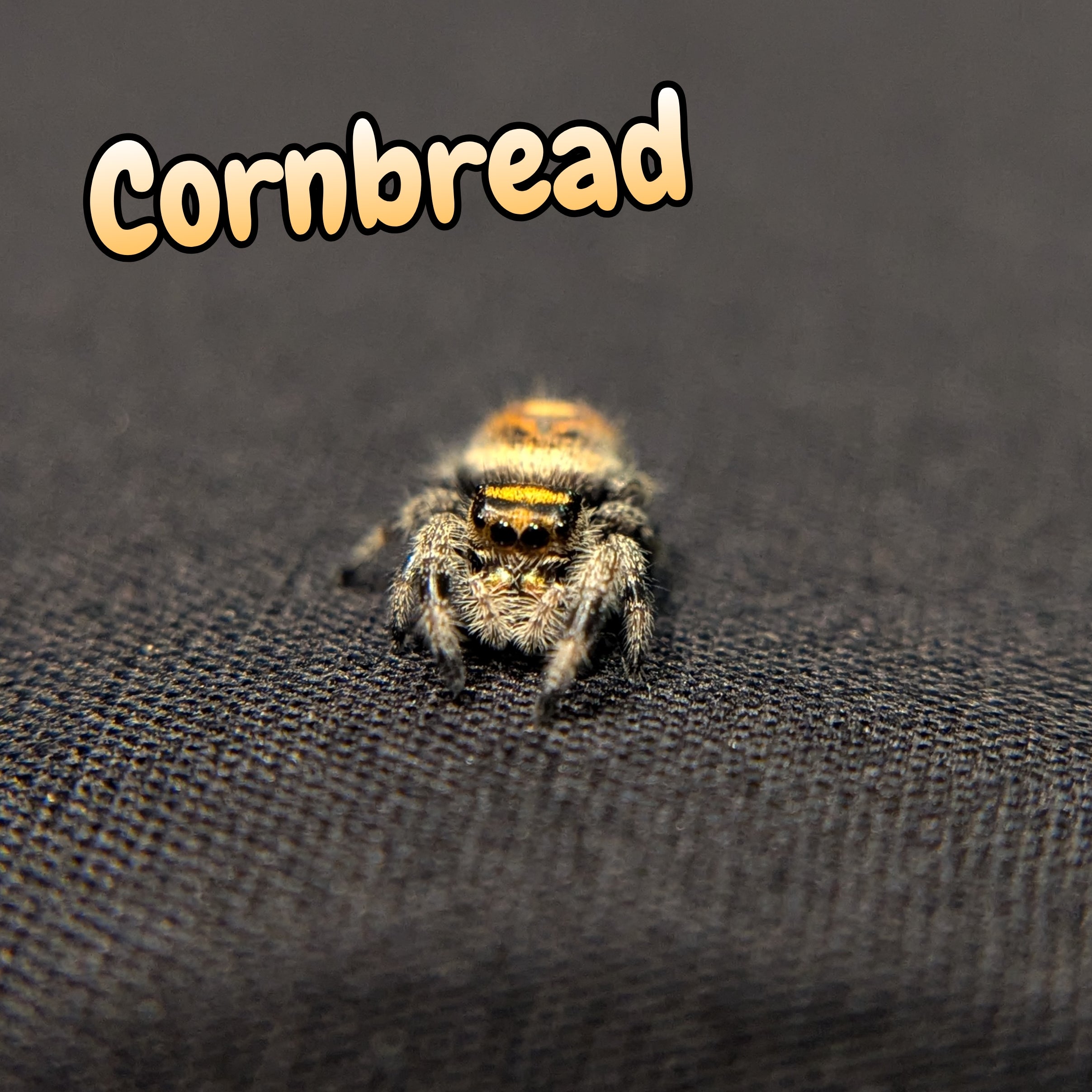 Jumping Spider "Cornbread"