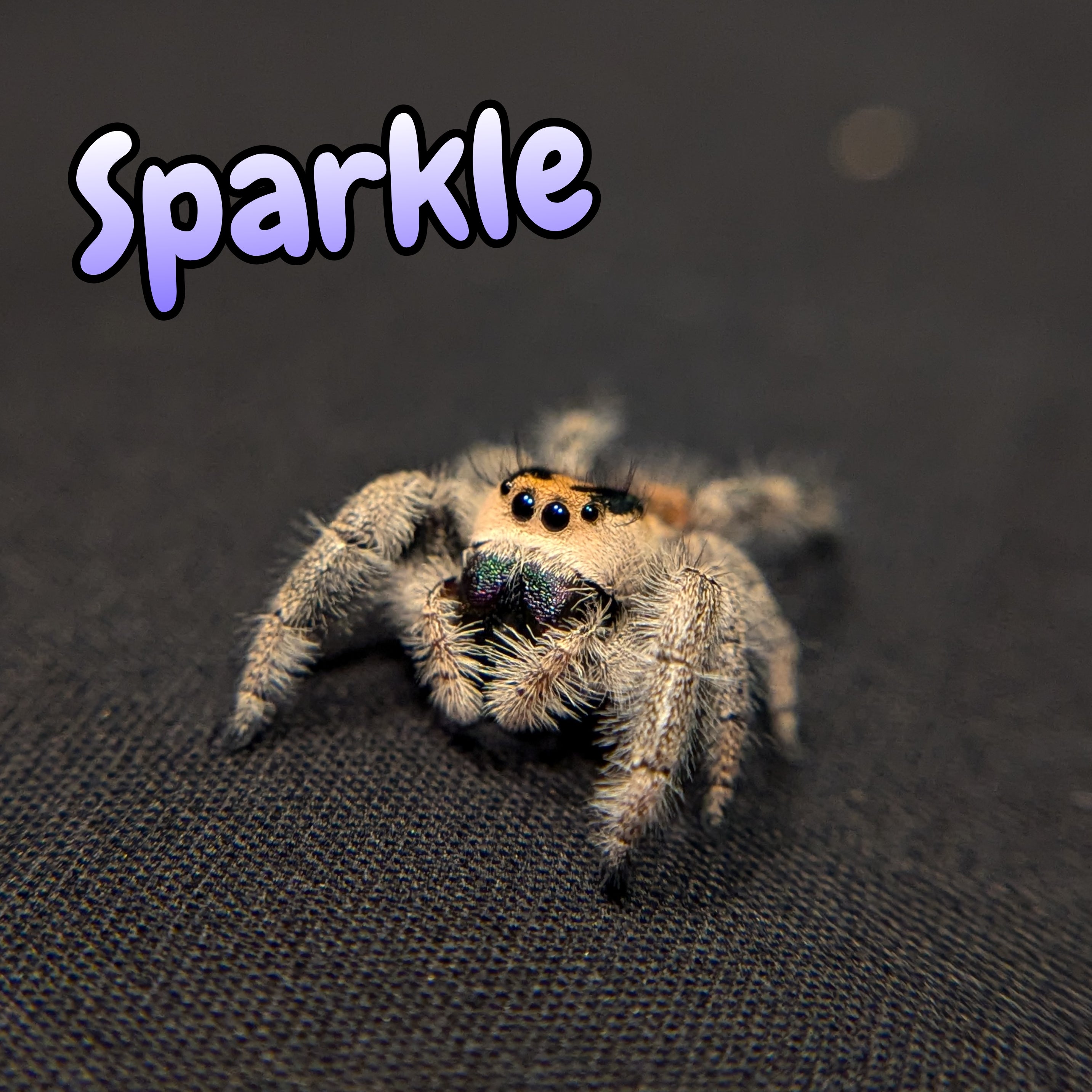 Regal Jumping Spider "Sparkle"