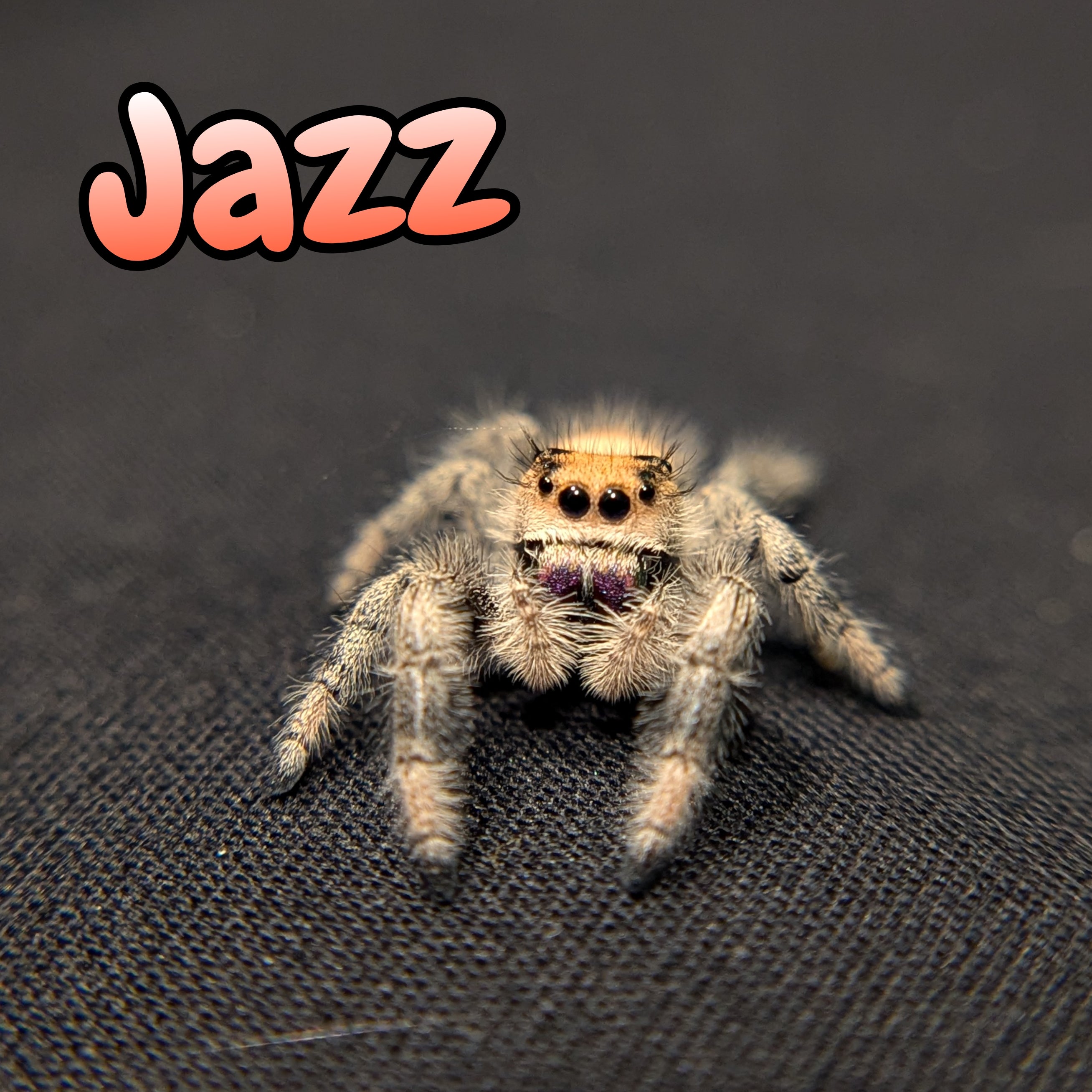 Regal Jumping Spider "Jazz"