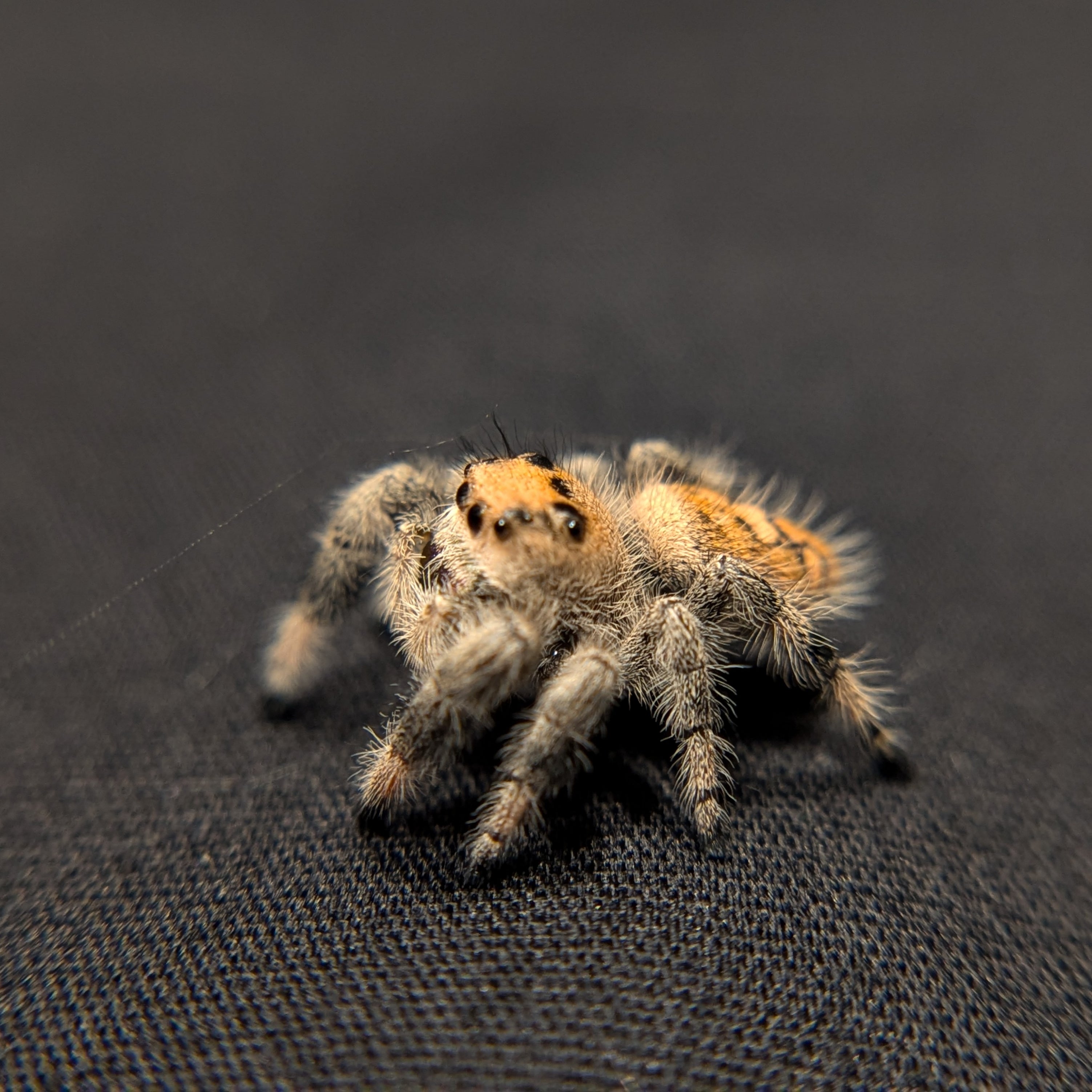 Regal Jumping Spider "Jazz"