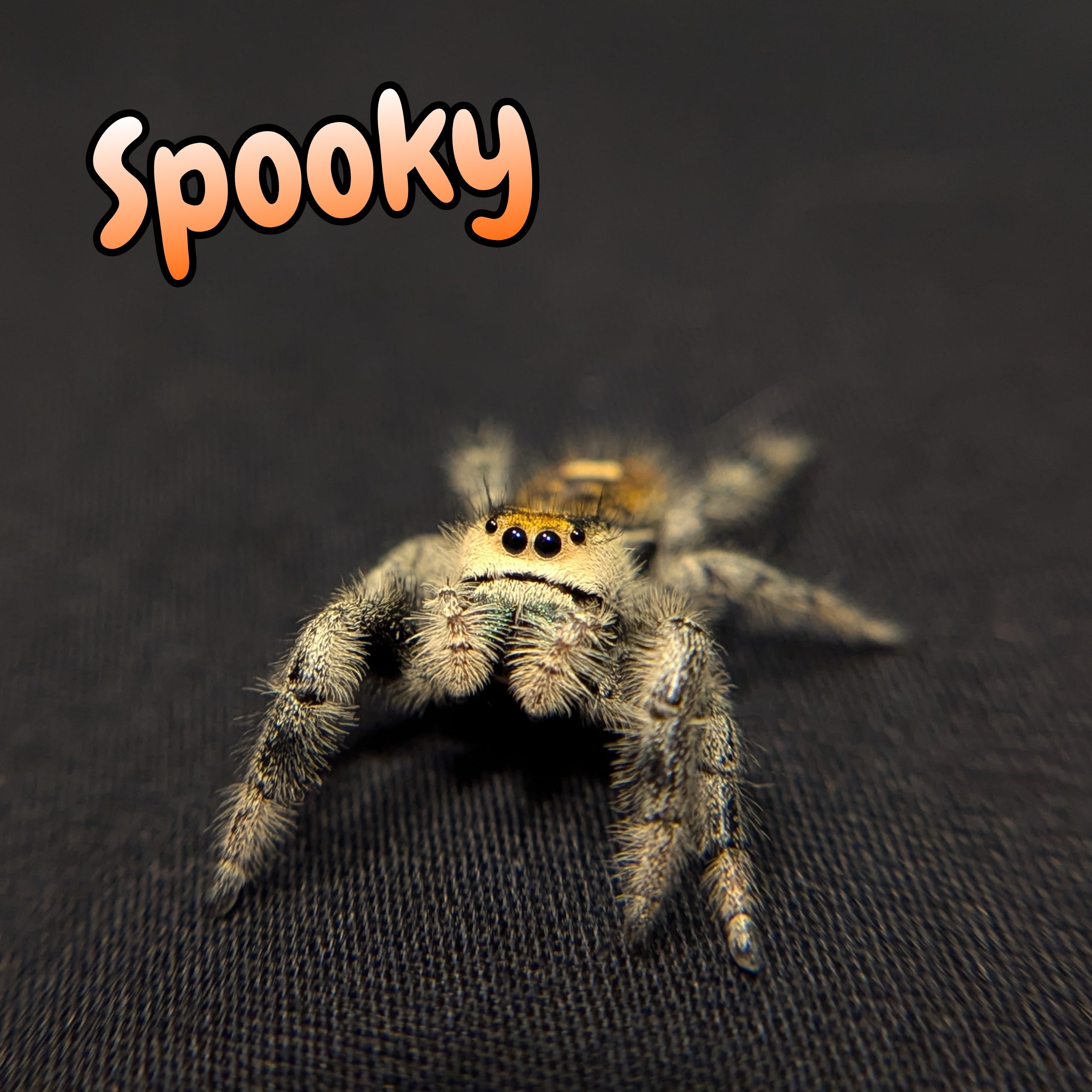 Regal Jumping Spider "Spooky"