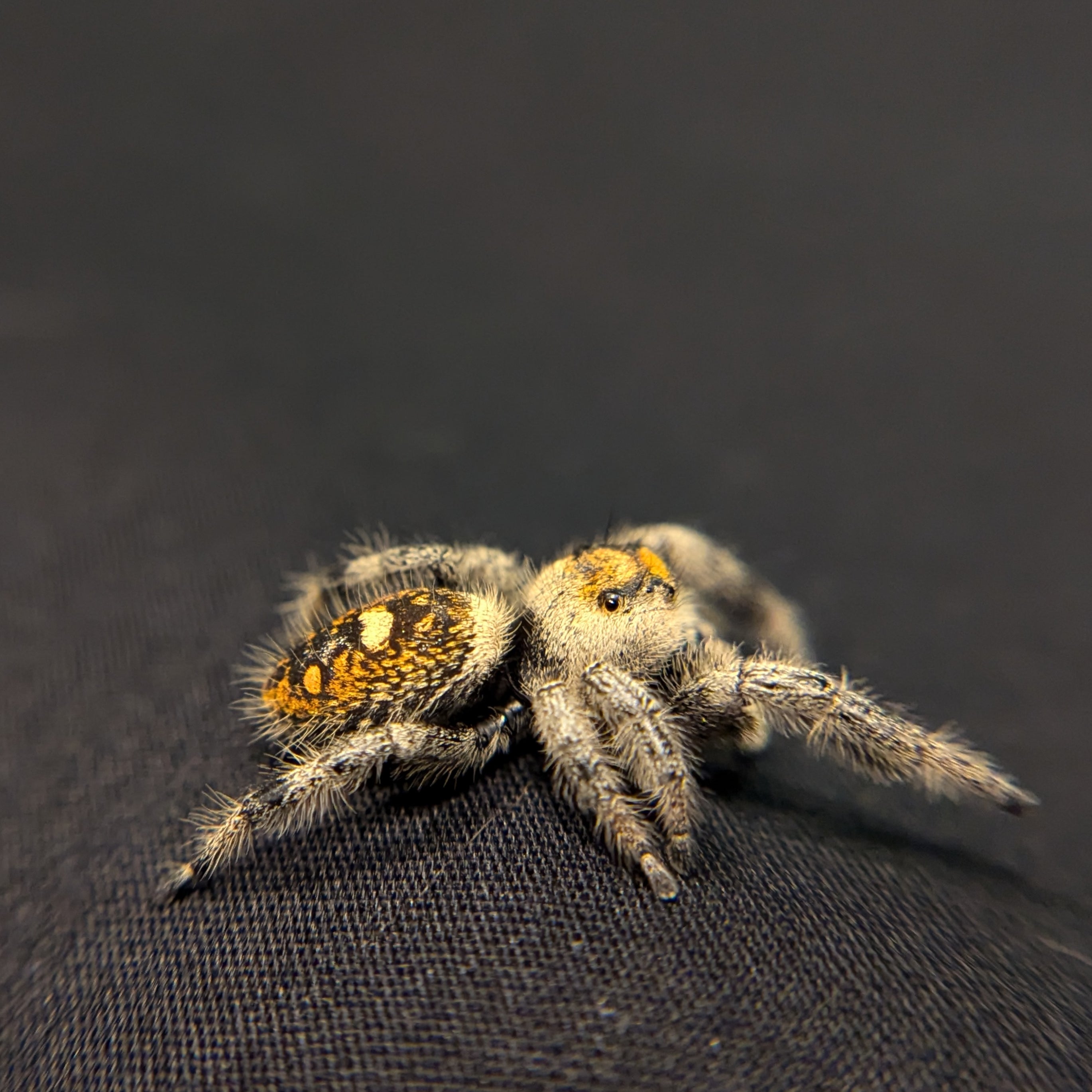 Regal Jumping Spider "Spooky"