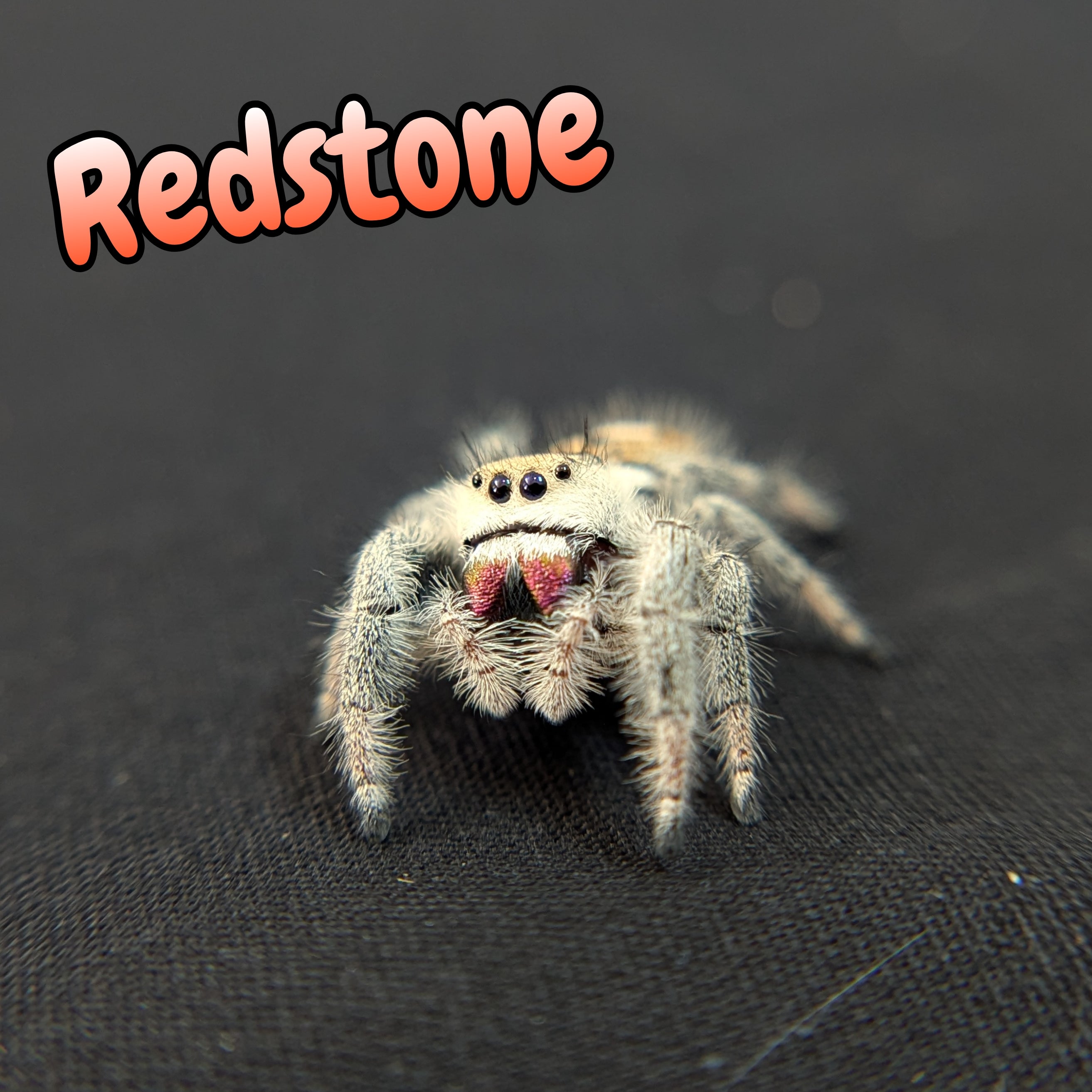 Regal Jumping Spider "Redstone"