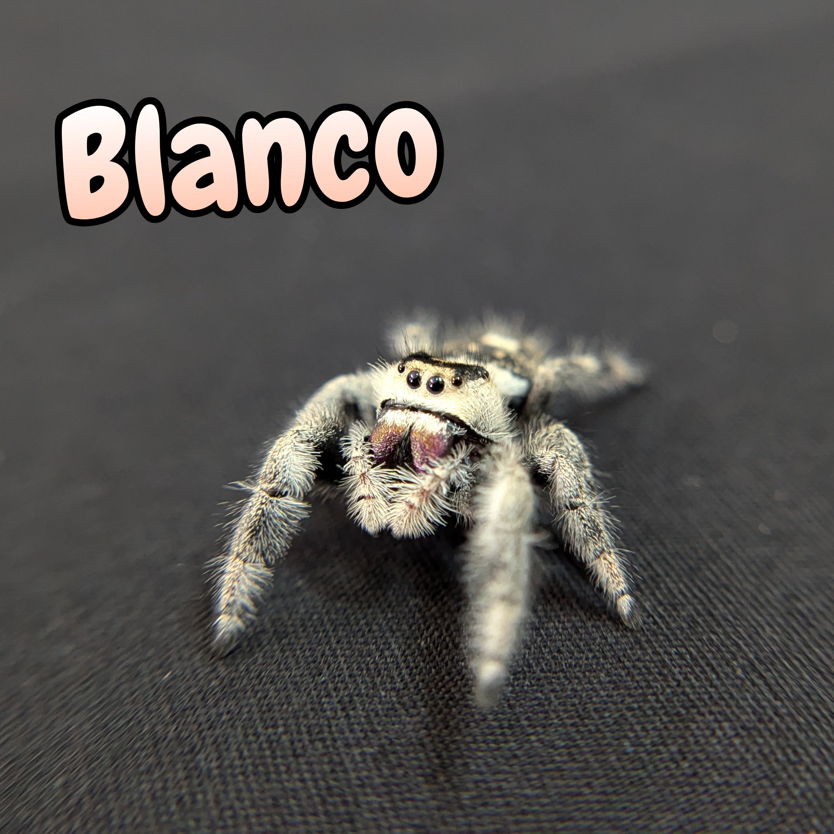 Regal Jumping Spider "Blanco"