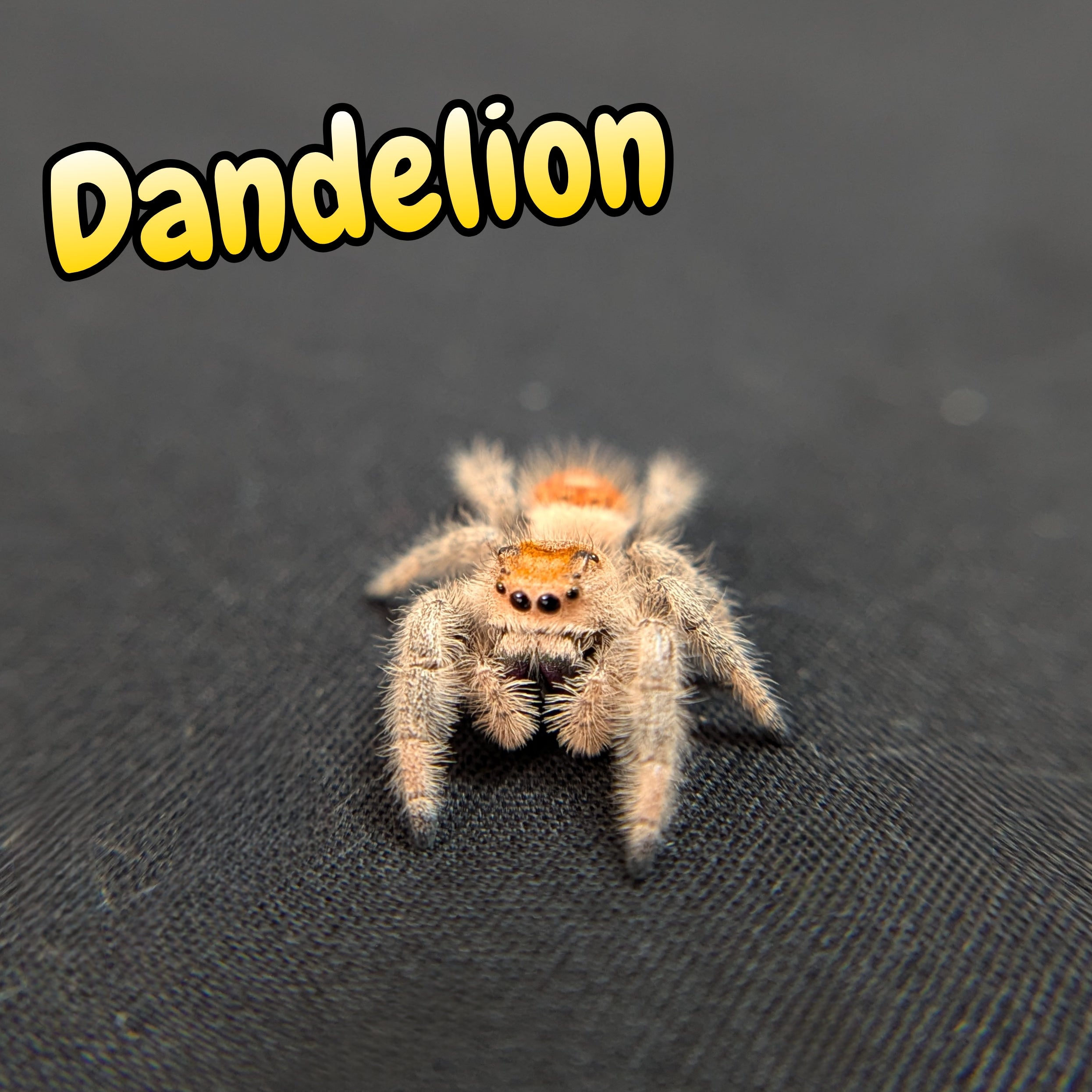 Regal Jumping Spider "Dandelion"