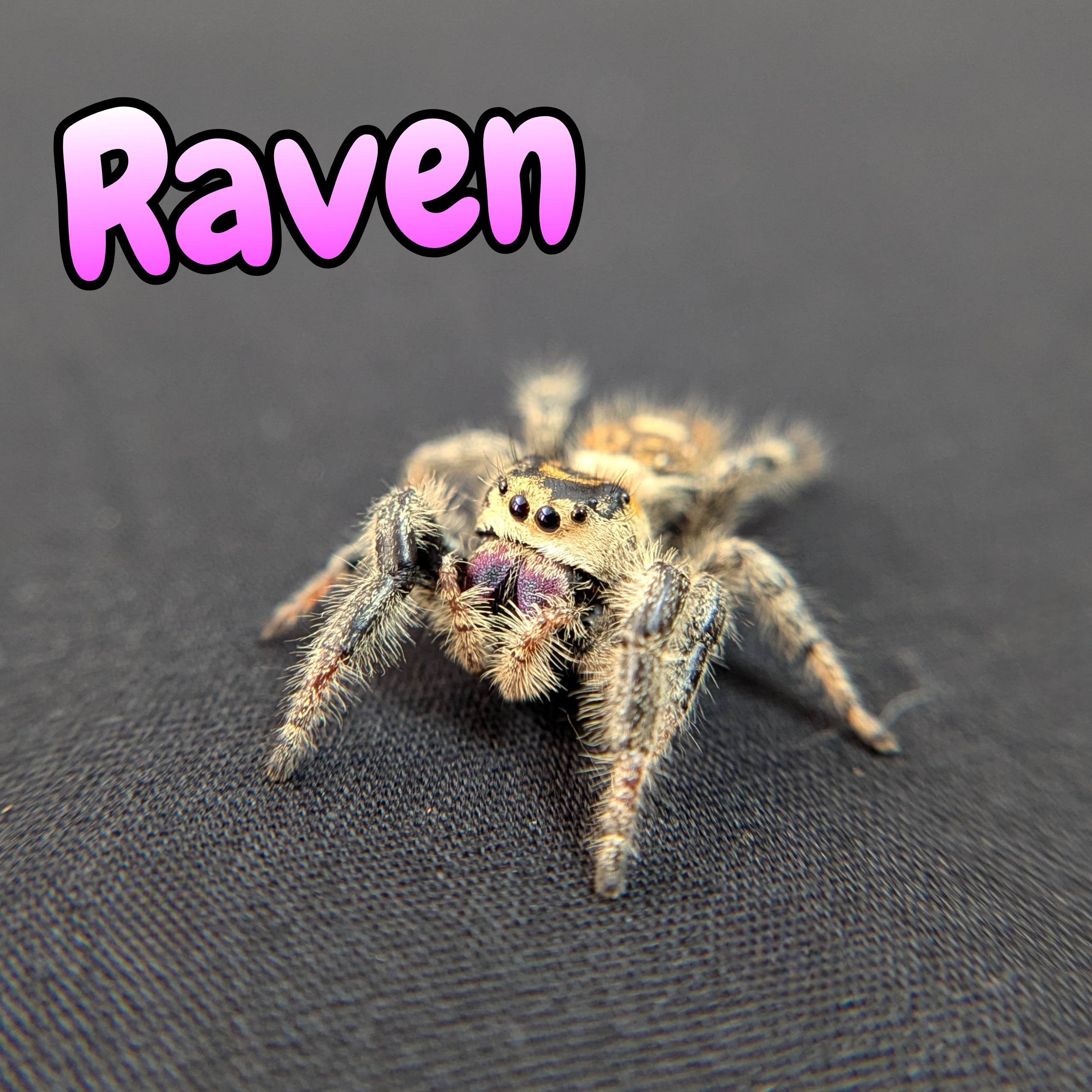 Regal Jumping Spider "Raven"