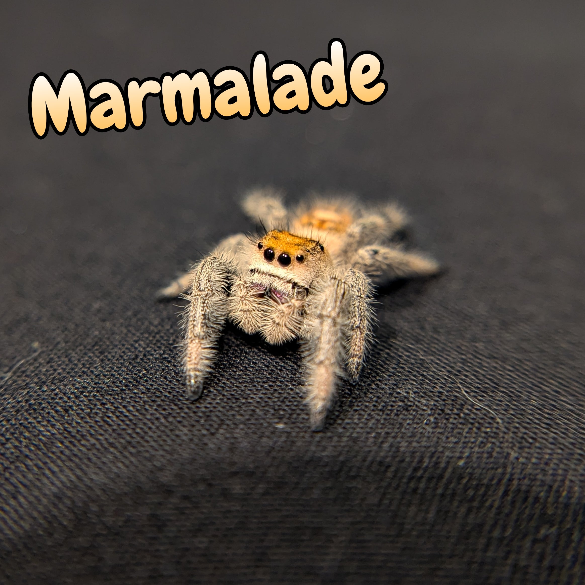 Regal Jumping Spider "Marmalade"