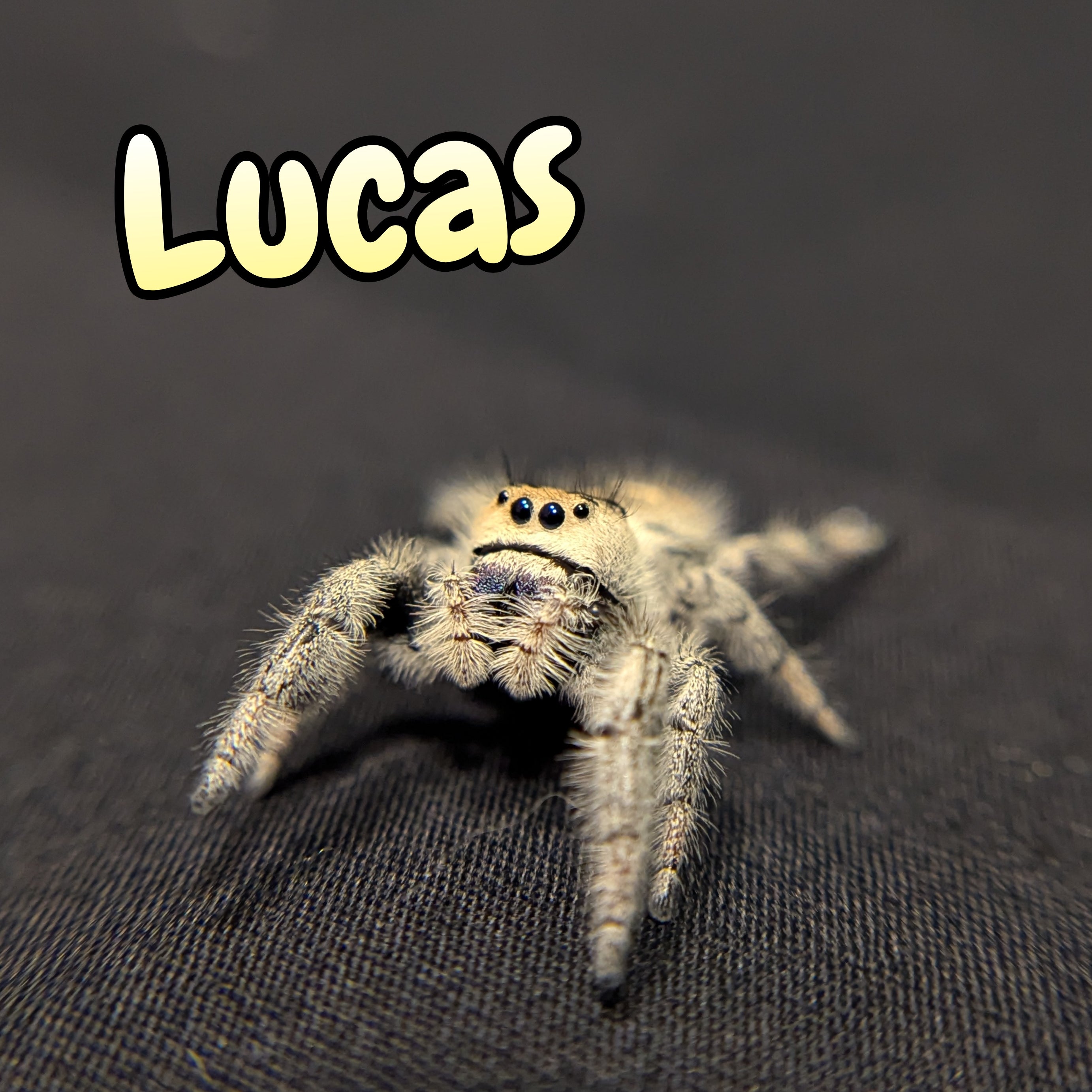 Regal Jumping Spider "Lucas"