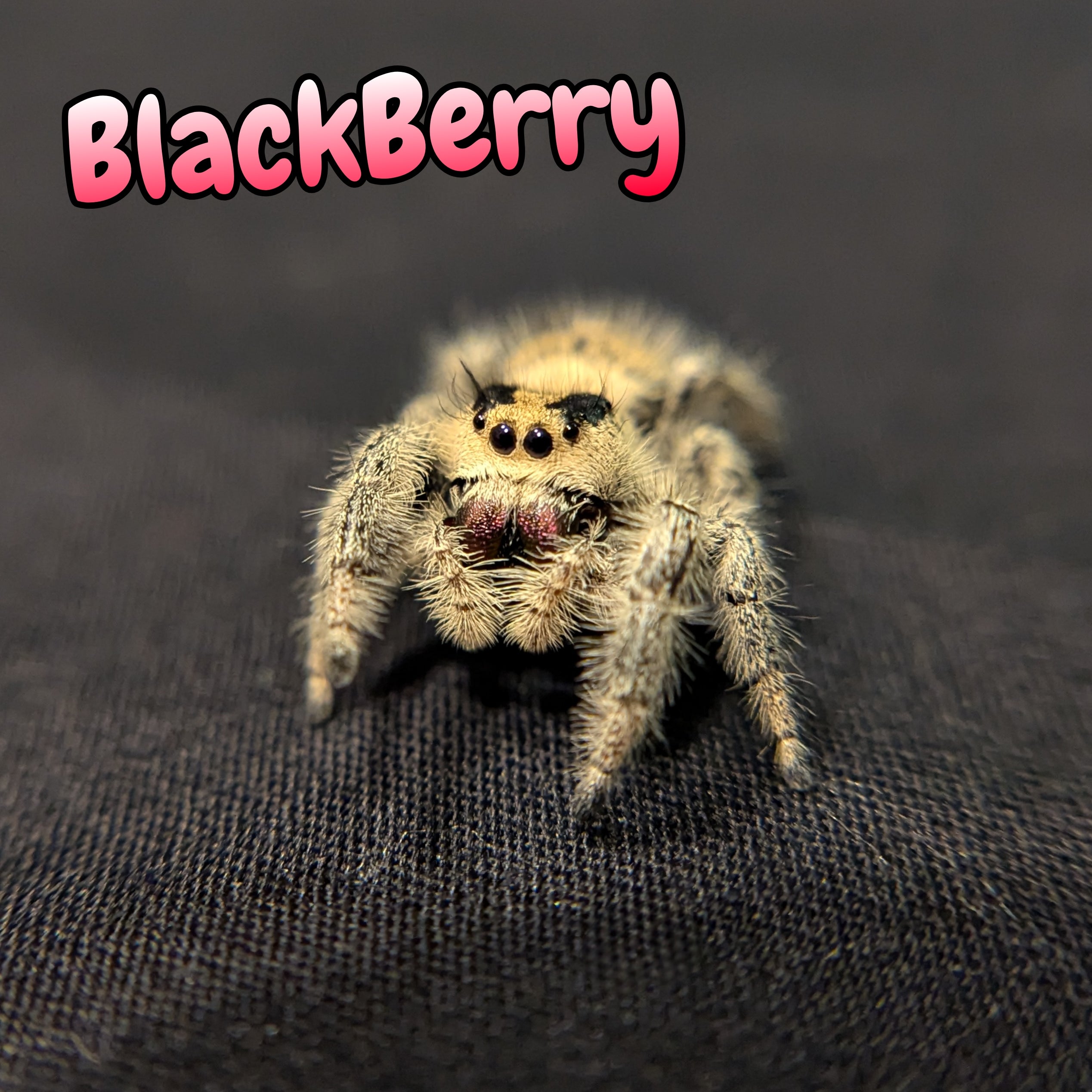 Regal Jumping Spider "BlackBerry"