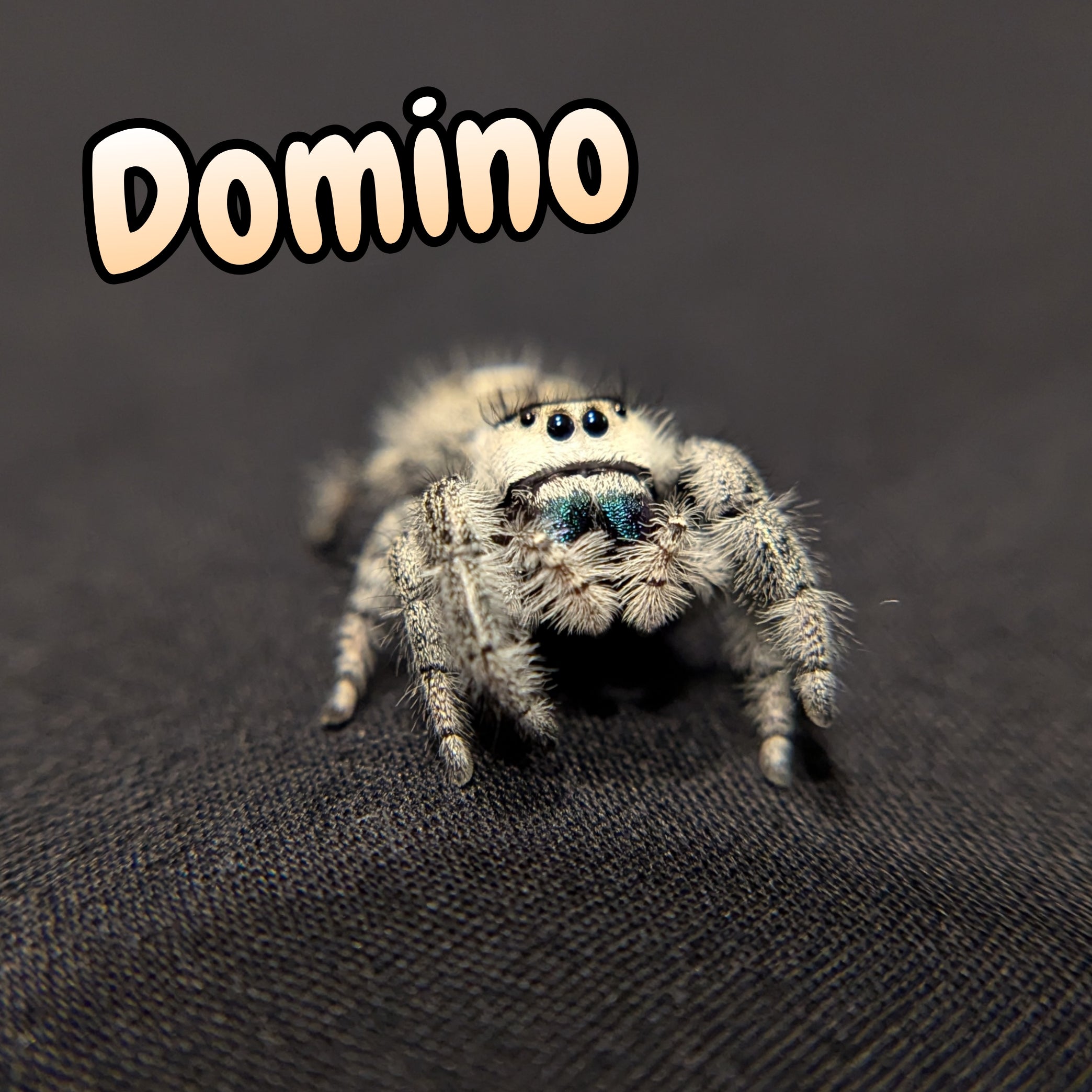 Regal Jumping Spider "Domino"