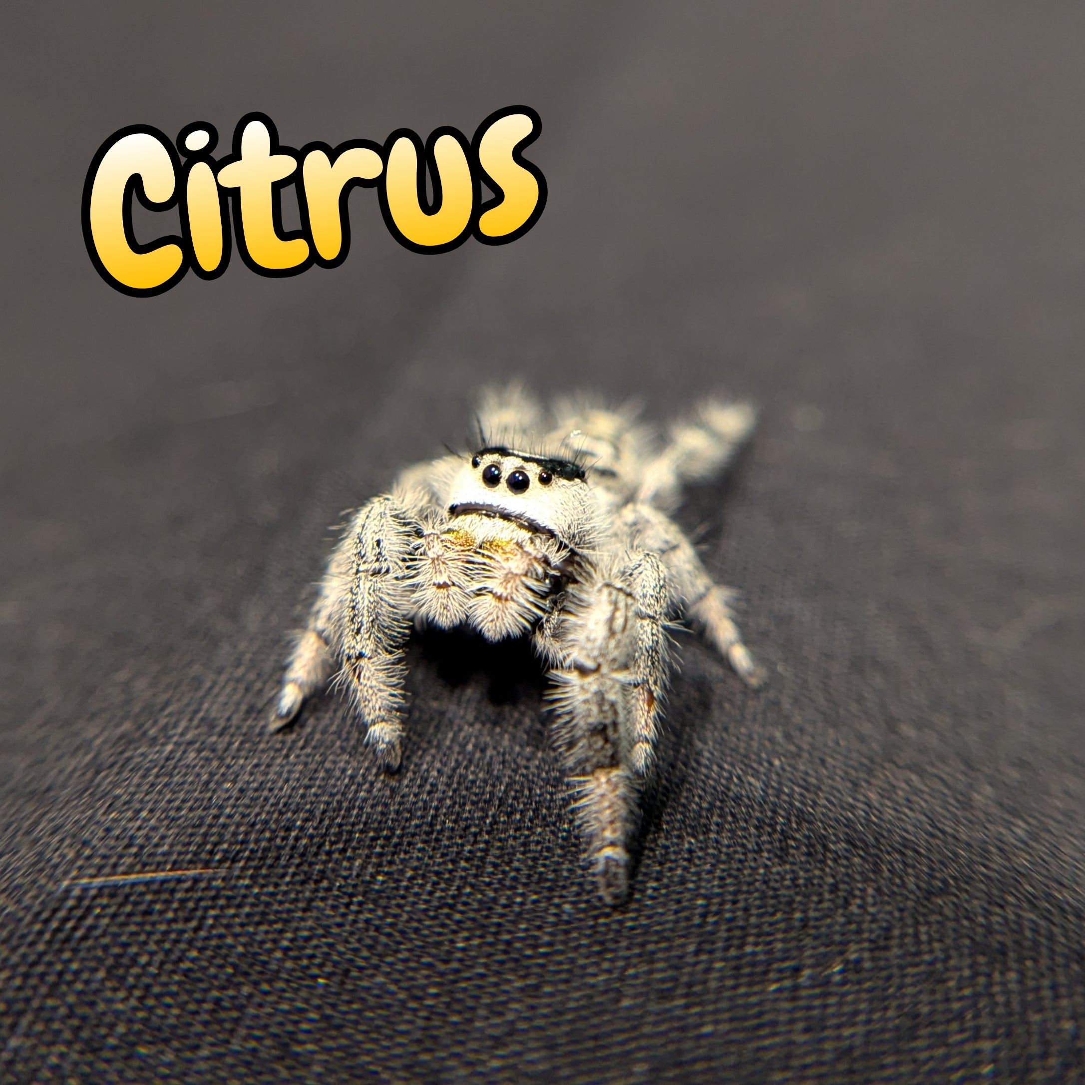 Regal Jumping Spider "Citrus"