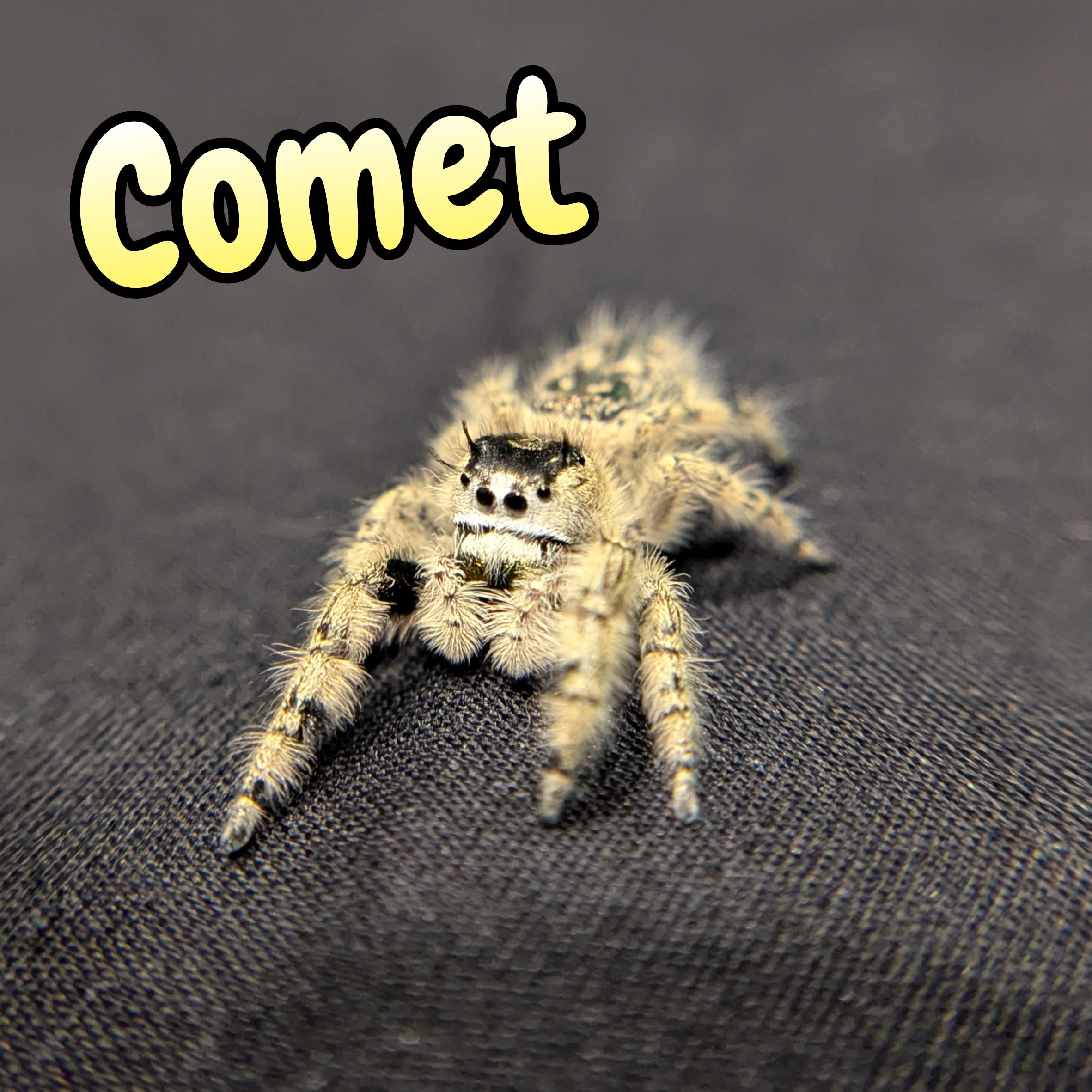 Otiosus Jumping Spider "Comet"